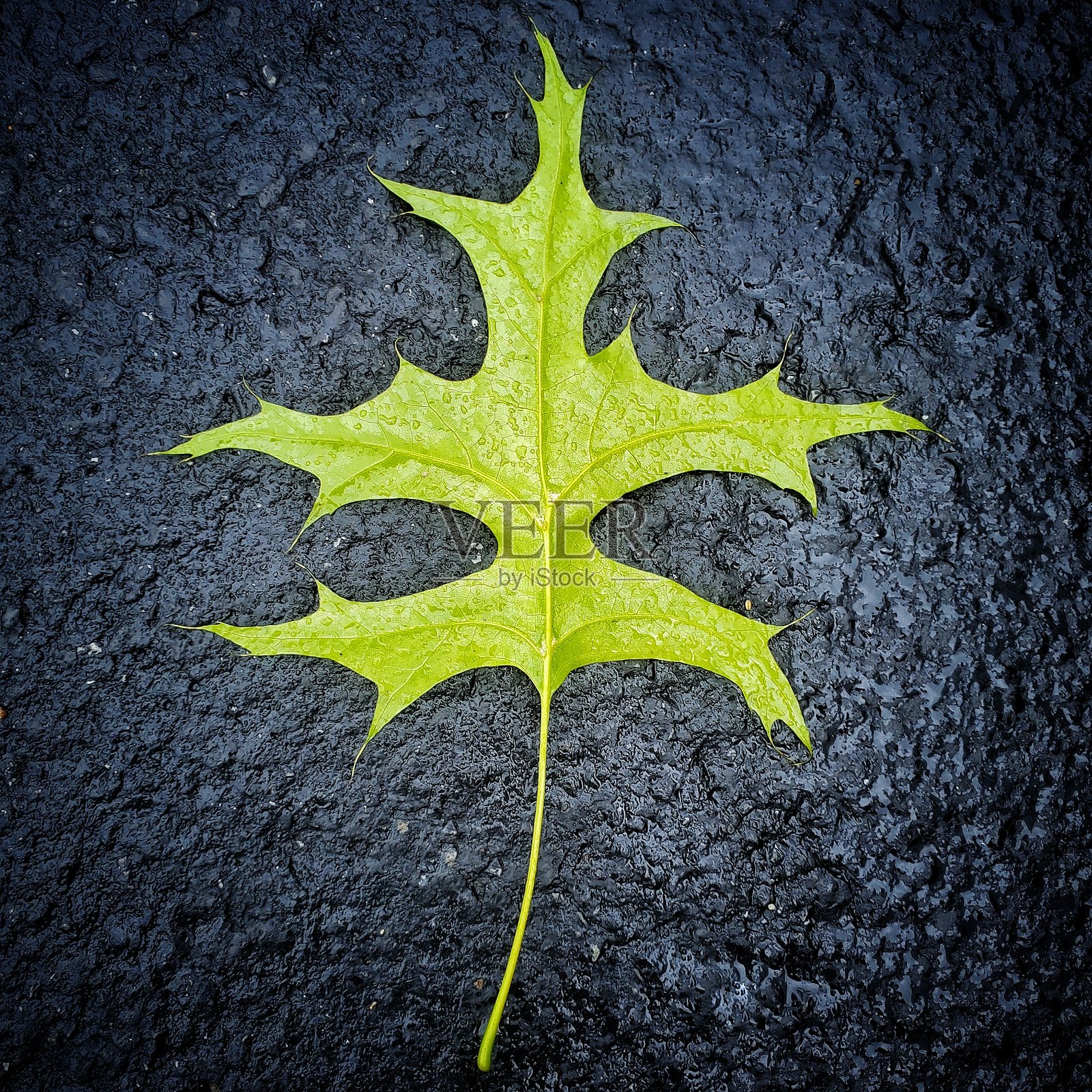 绿橡树叶照片摄影图片