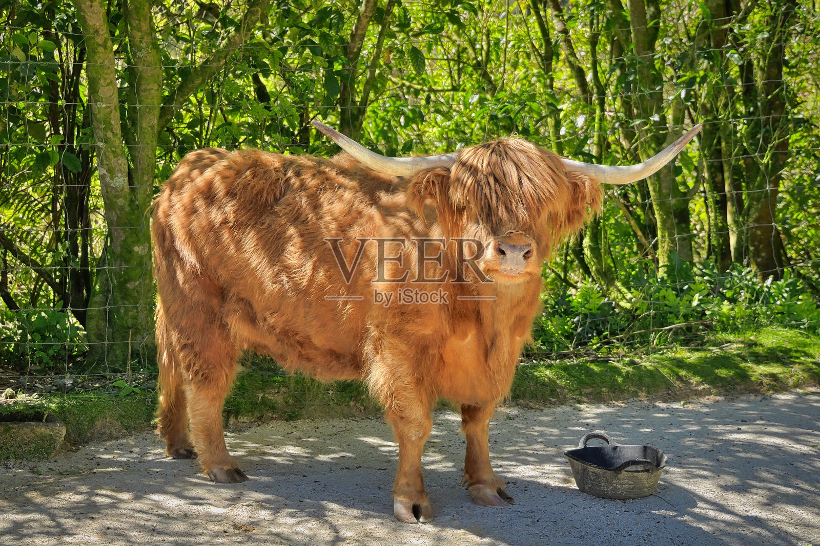 棕色高地牛在阴凉处照片摄影图片