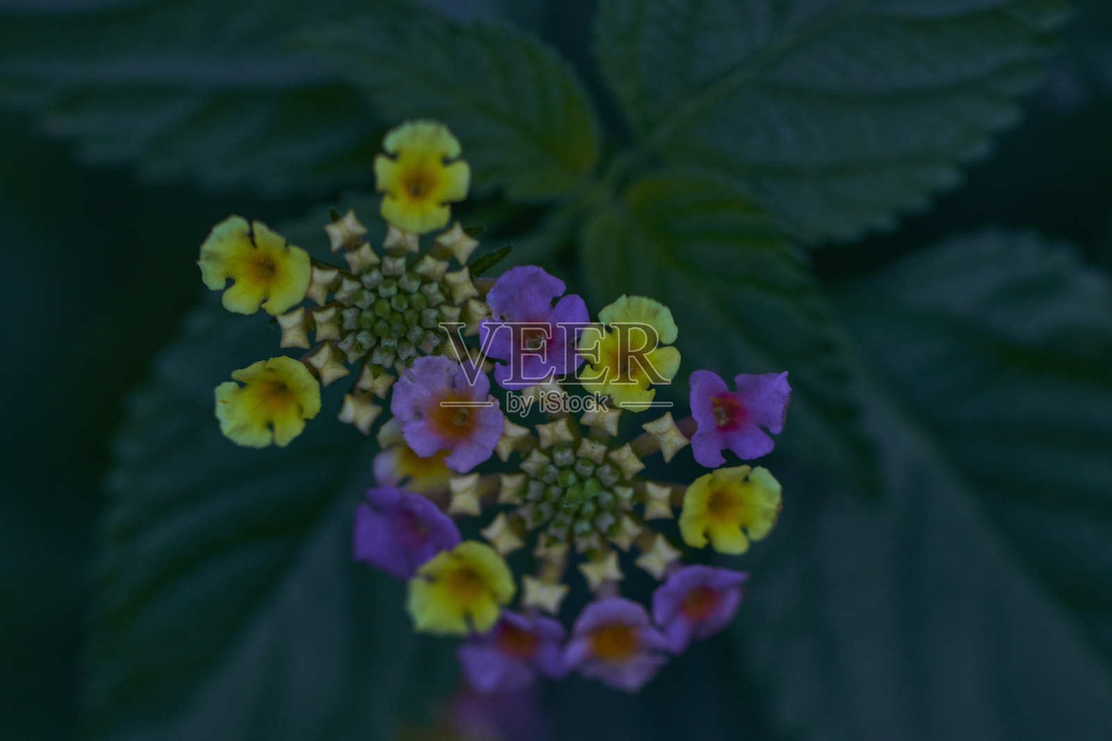 四季边界:黄色与绿色照片摄影图片