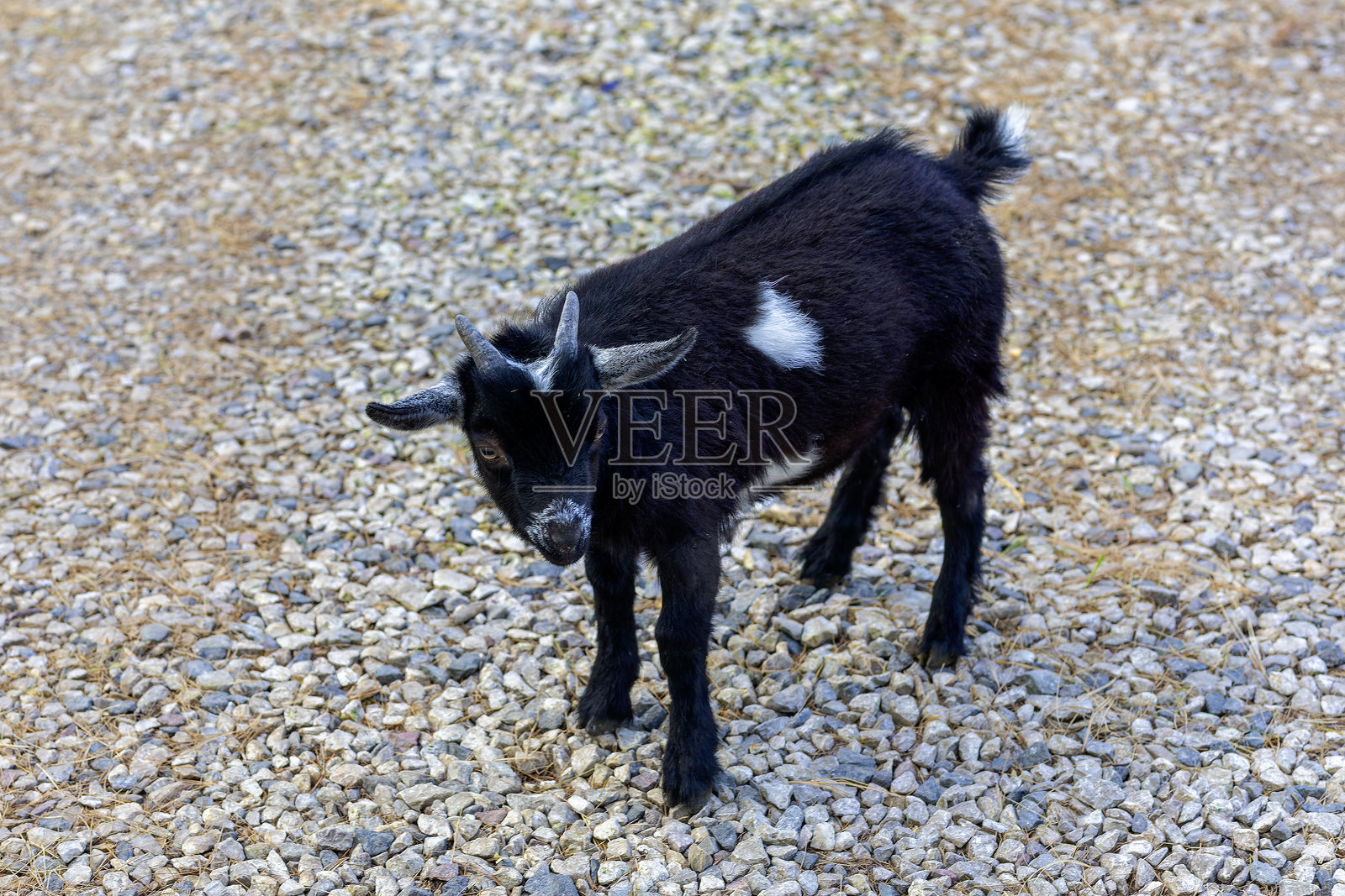 美国矮山羊和非洲矮山羊照片摄影图片