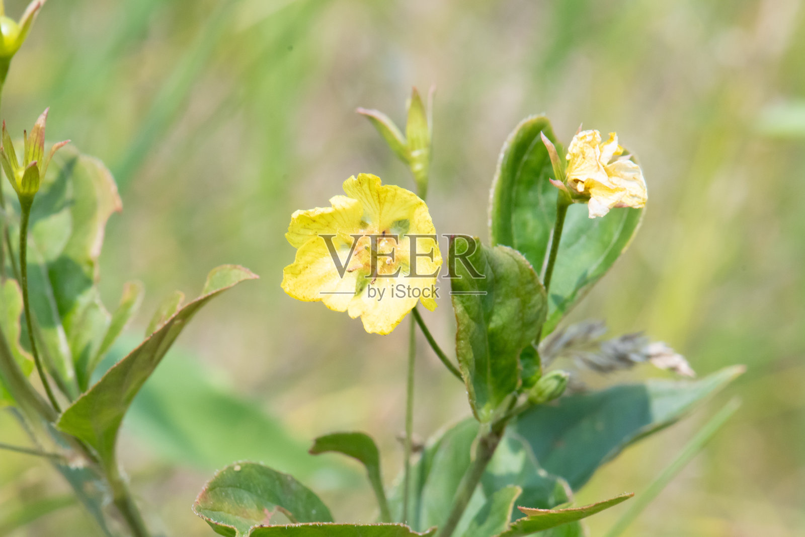 穗序花照片摄影图片