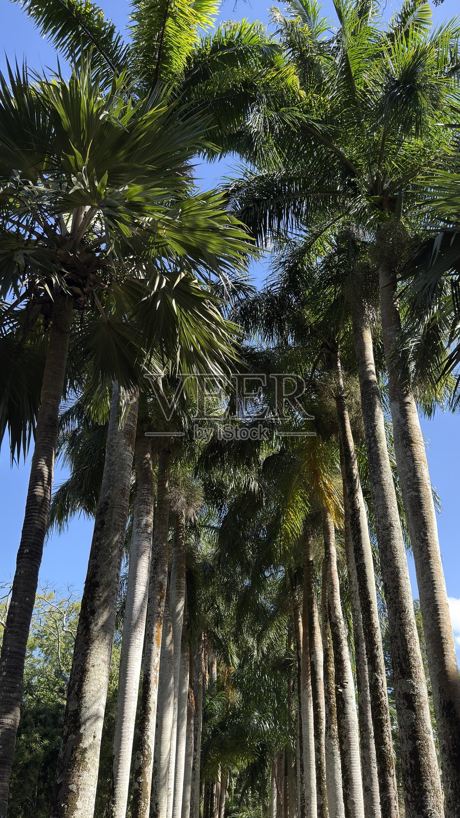 棕榈照片摄影图片