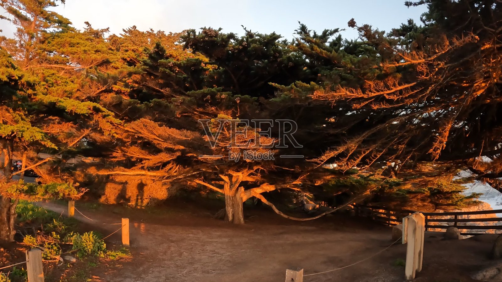 日落时分树木的俯视角度照片摄影图片