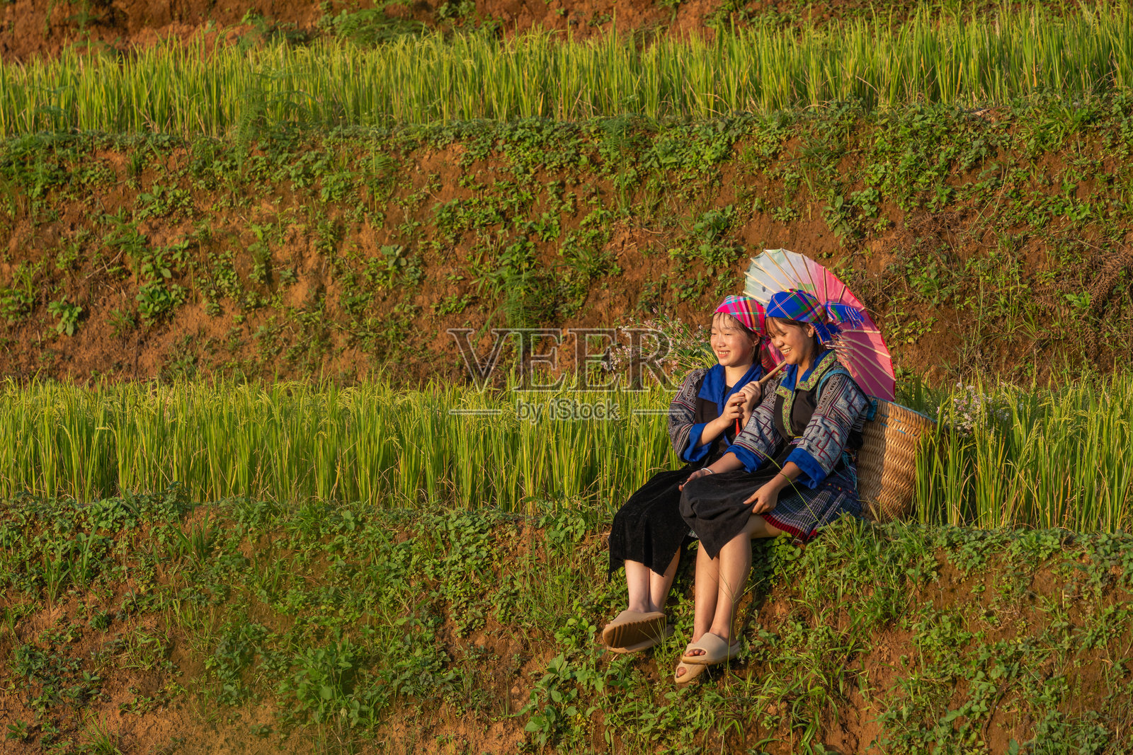 越南北部萨帕市附近的穆 cang 柴镇,苗族女孩在金色梯田上的景象。越南安沛省丰收季节美丽的梯田稻田。照片摄影图片