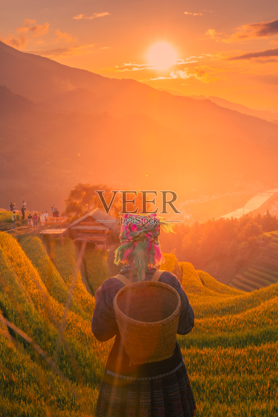 越南北部萨帕市附近的慕 cang chai 镇,苗族女孩在金色梯田上的景象。越南安沛省丰收季节美丽的梯田稻田。照片摄影图片