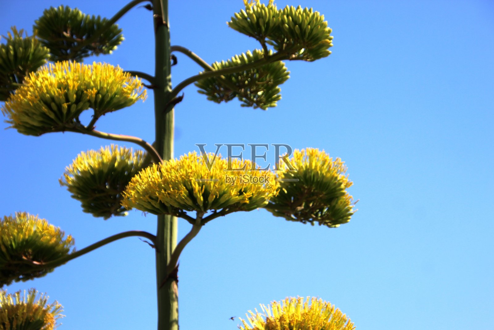 龙舌兰 - 龙舌兰属照片摄影图片