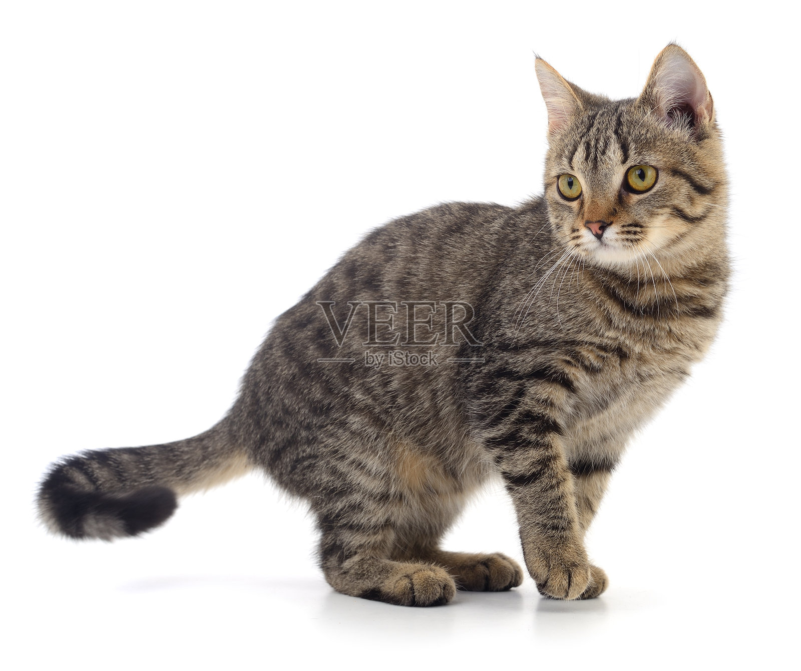 虎斑猫,白色背景隔离照片摄影图片