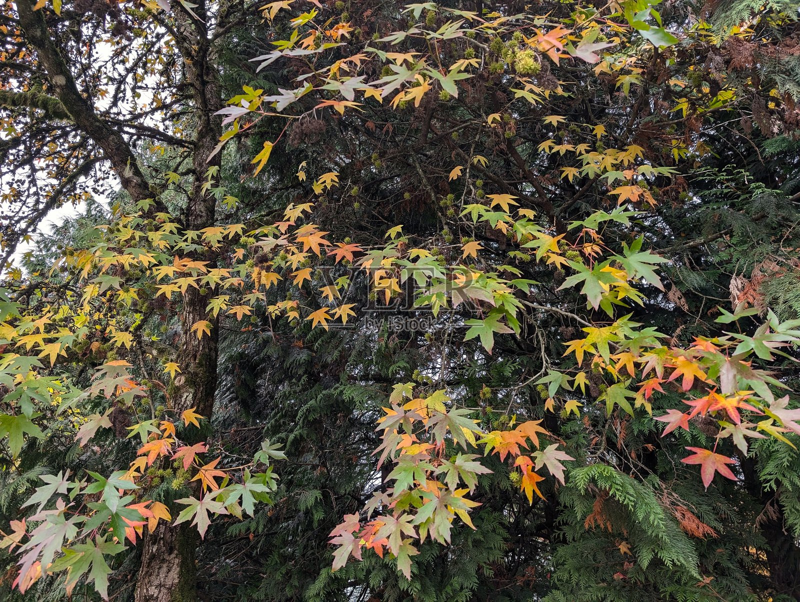 红绿相间的枫香树(Liquidambar)在侧柏(Thuja)的绿色背景前,秋叶背景照片摄影图片