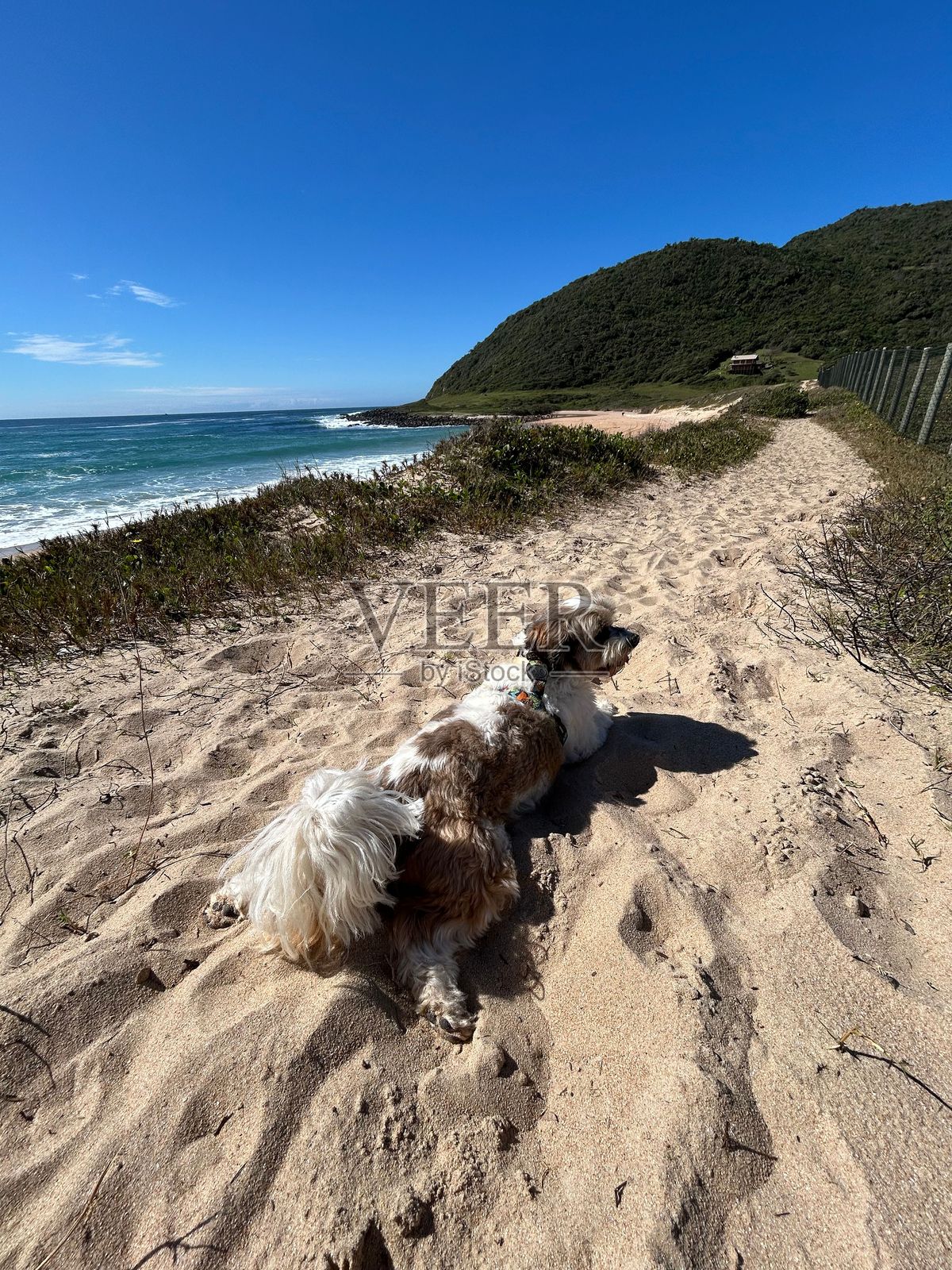 狗狗在海边沙滩小径上休息,面朝海岸植被照片摄影图片