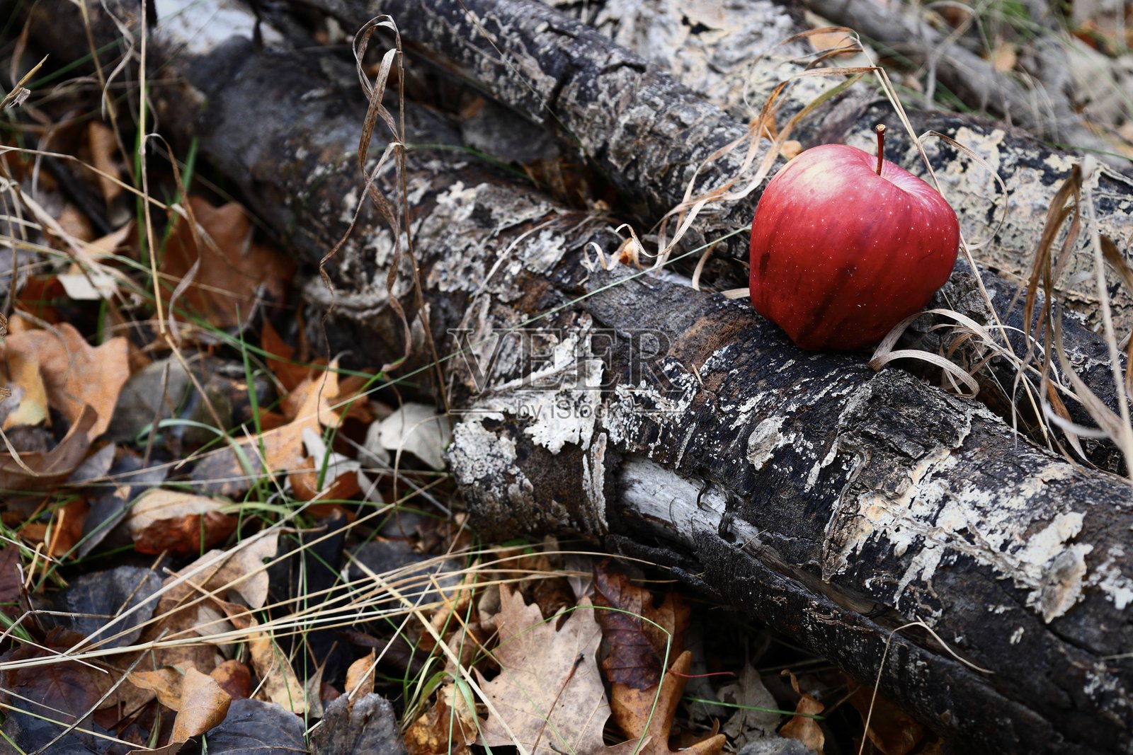 秋日森林地面上的红苹果照片摄影图片