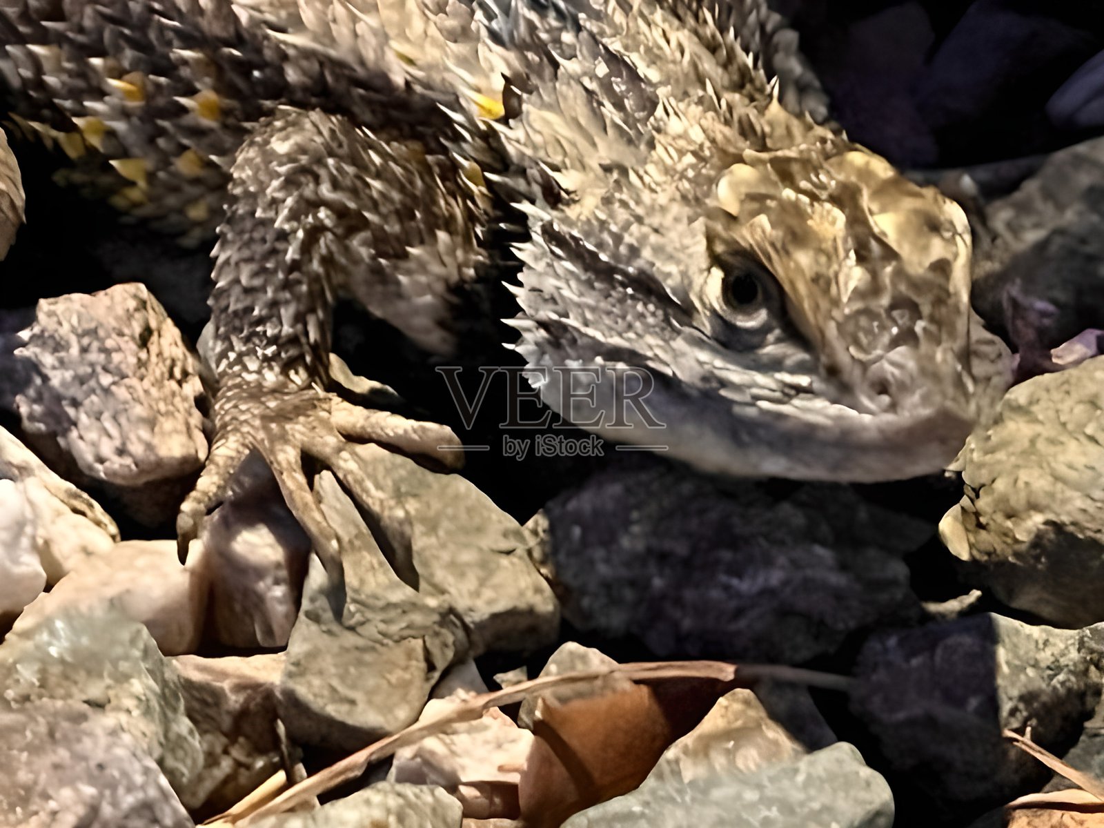 沙漠浪人照片摄影图片
