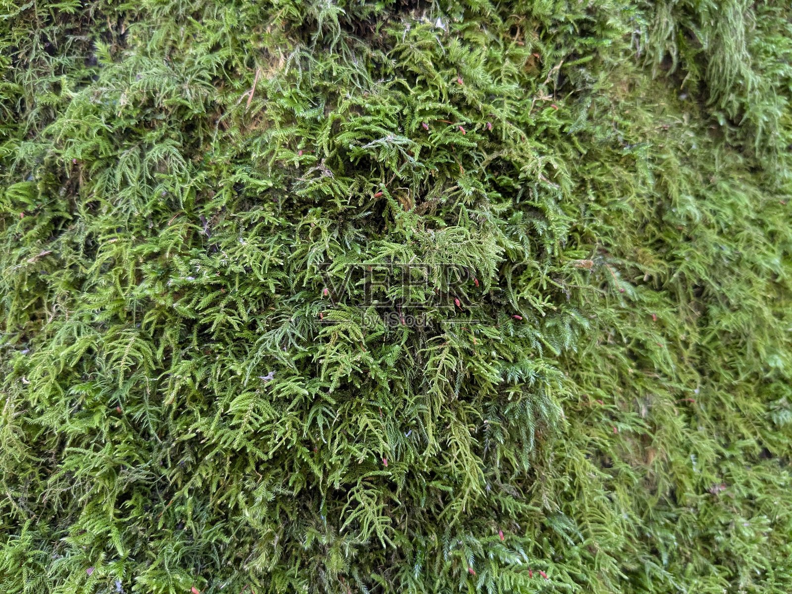 圆茎绢藓纹理。诱惑恩典藓。诱人的恩典藓背景照片摄影图片