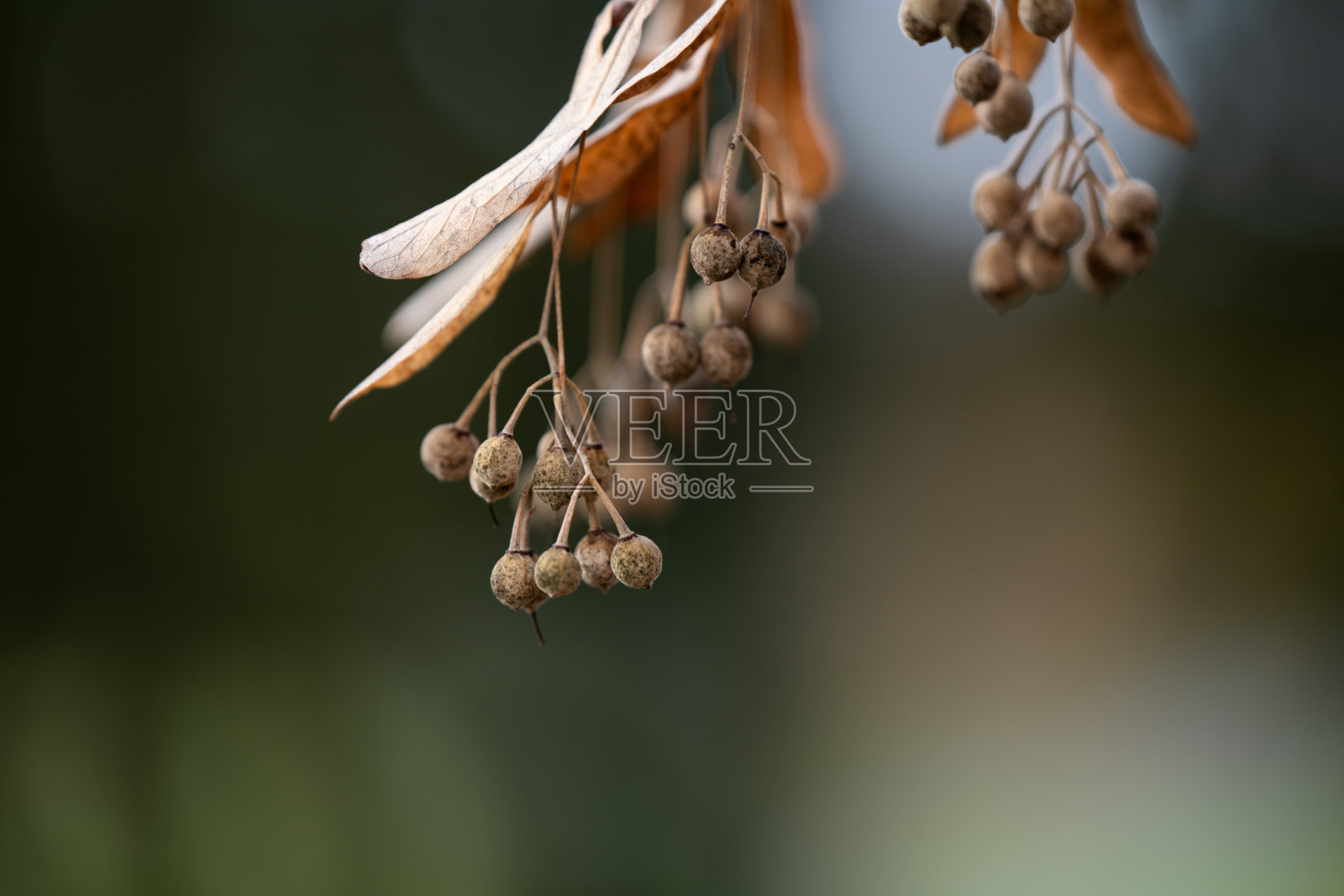 树枝上的干种子荚照片摄影图片