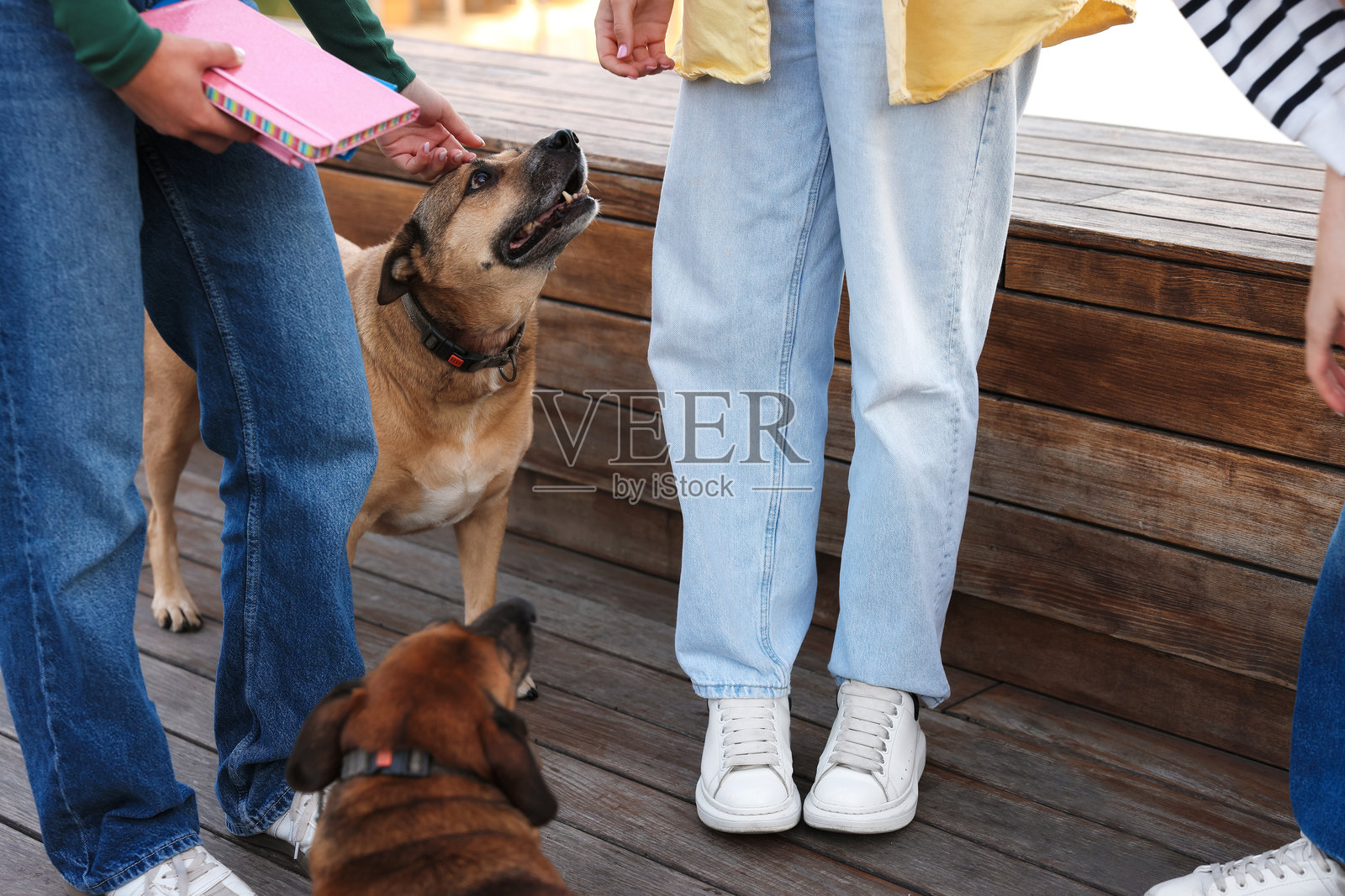 带着宠物散步。女性与可爱的狗狗在户外,特写照片摄影图片