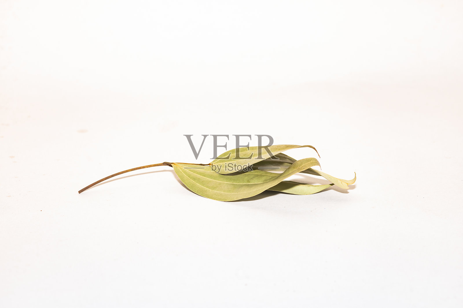印度月桂叶 (Cinnamomum tamala)照片摄影图片