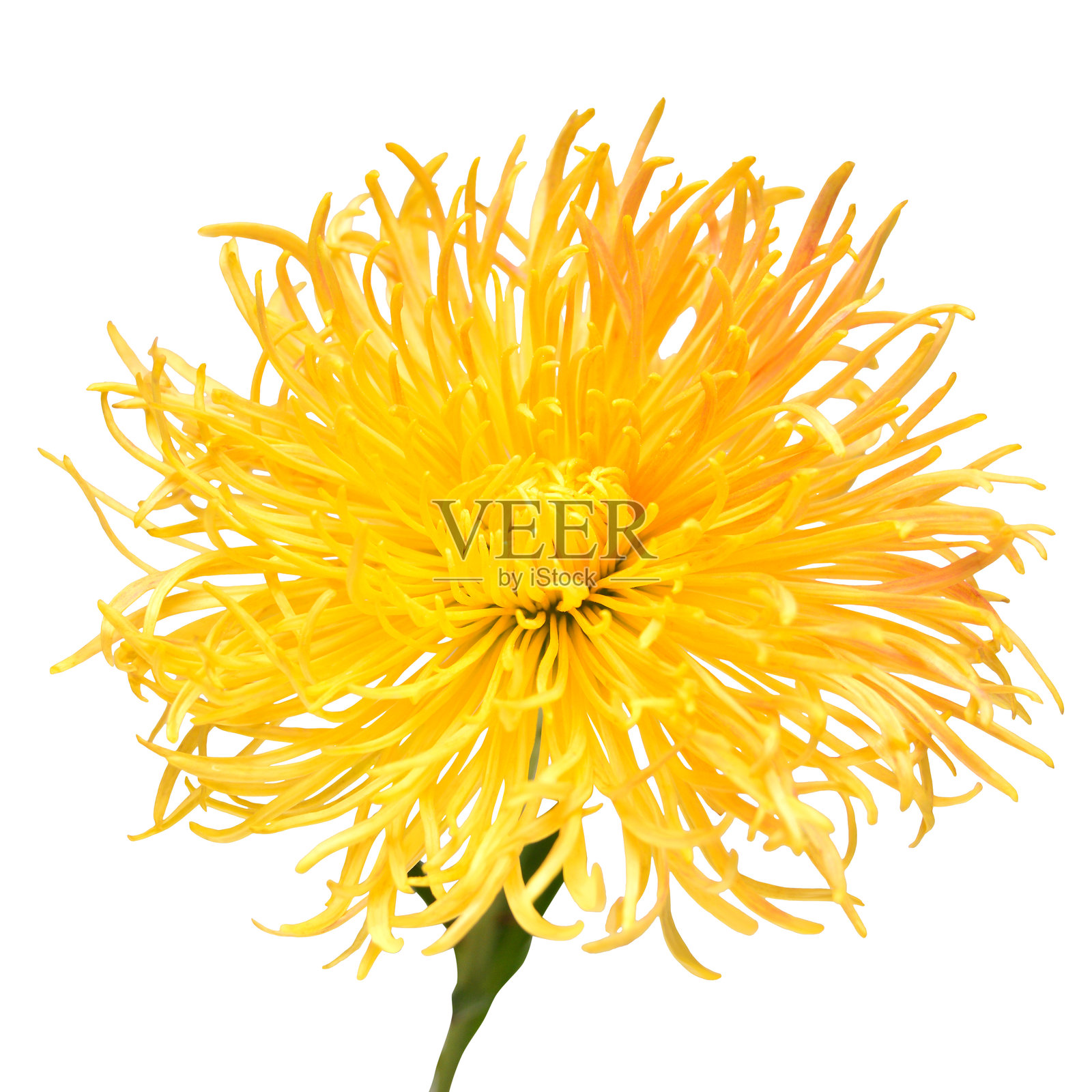 孤立在白色背景上的黄色菊花。花卉图案,物体。俯视,顶视。照片摄影图片