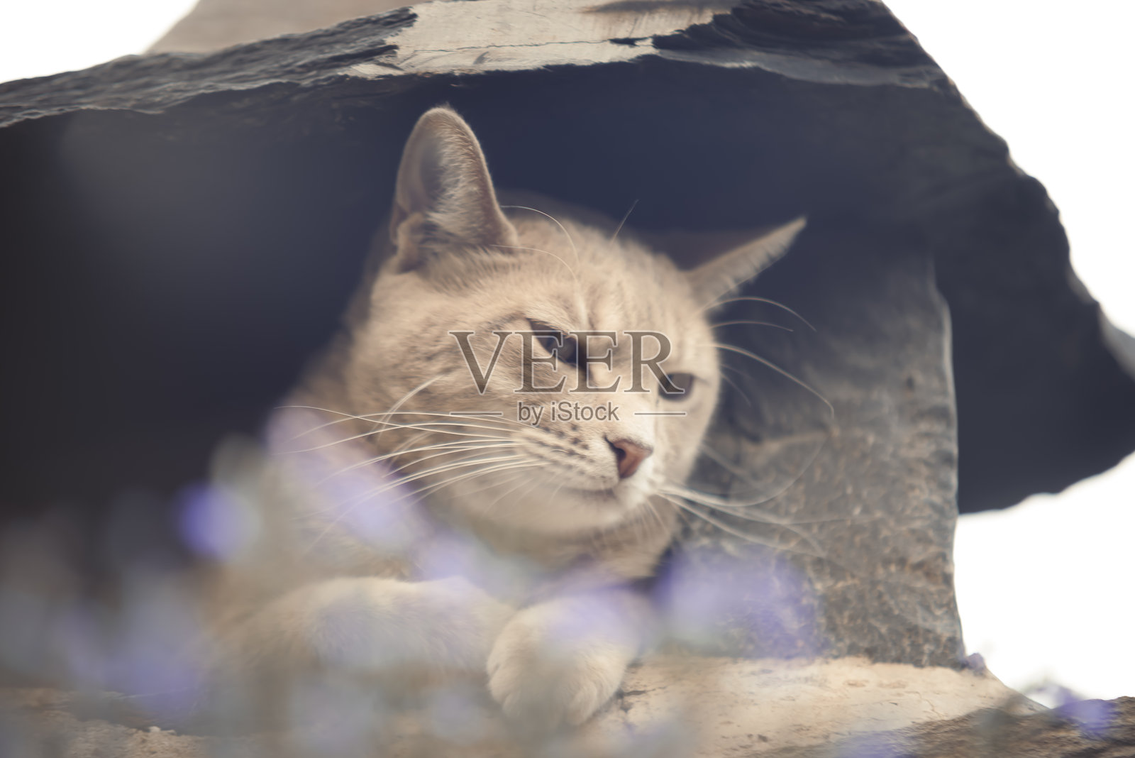 好奇的猫从石头庇护所里探出头——自然的户外猫咪肖像照片摄影图片