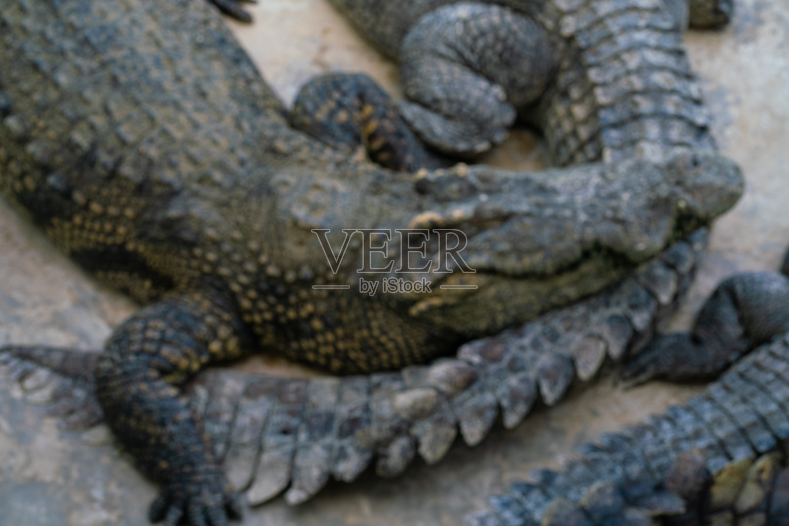 亚洲鳄鱼在户外农场吃肉睡觉照片摄影图片