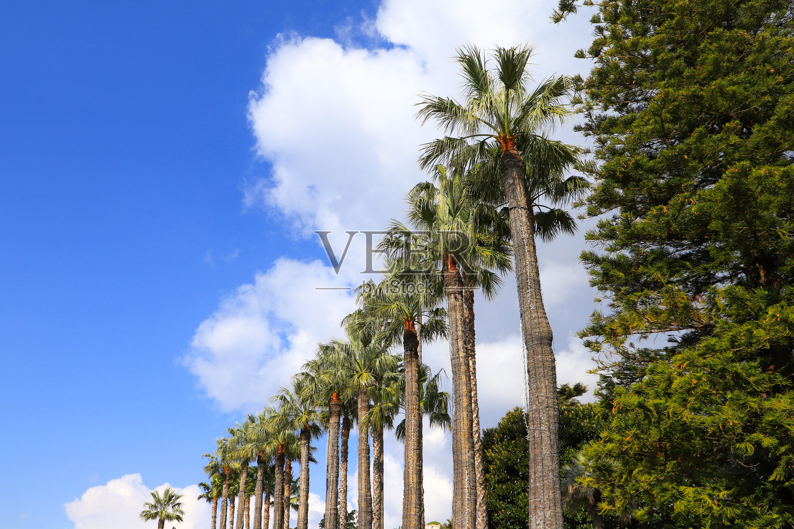 法国蔚蓝海岸滨海博略棕榈大道照片摄影图片