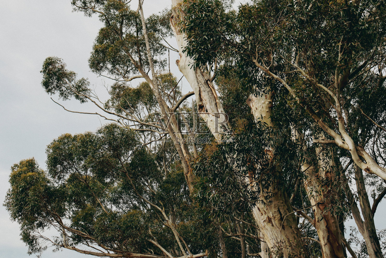 多云天空下的桉树树冠照片摄影图片