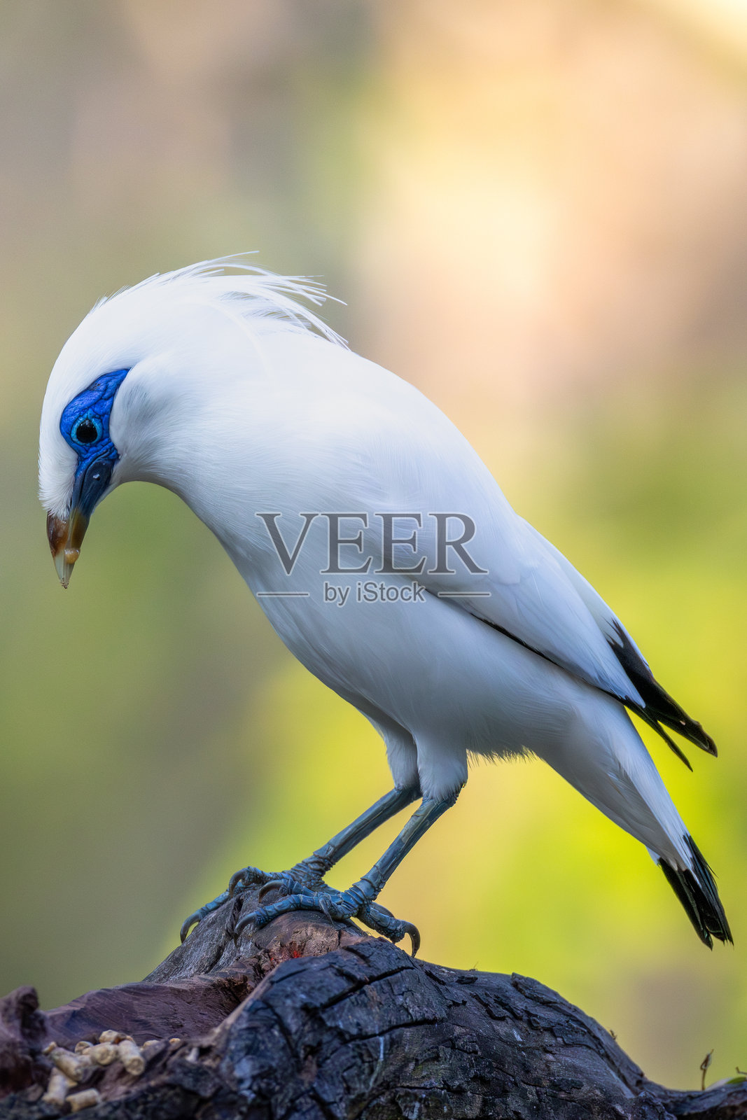 巴厘 myna 照片照片摄影图片