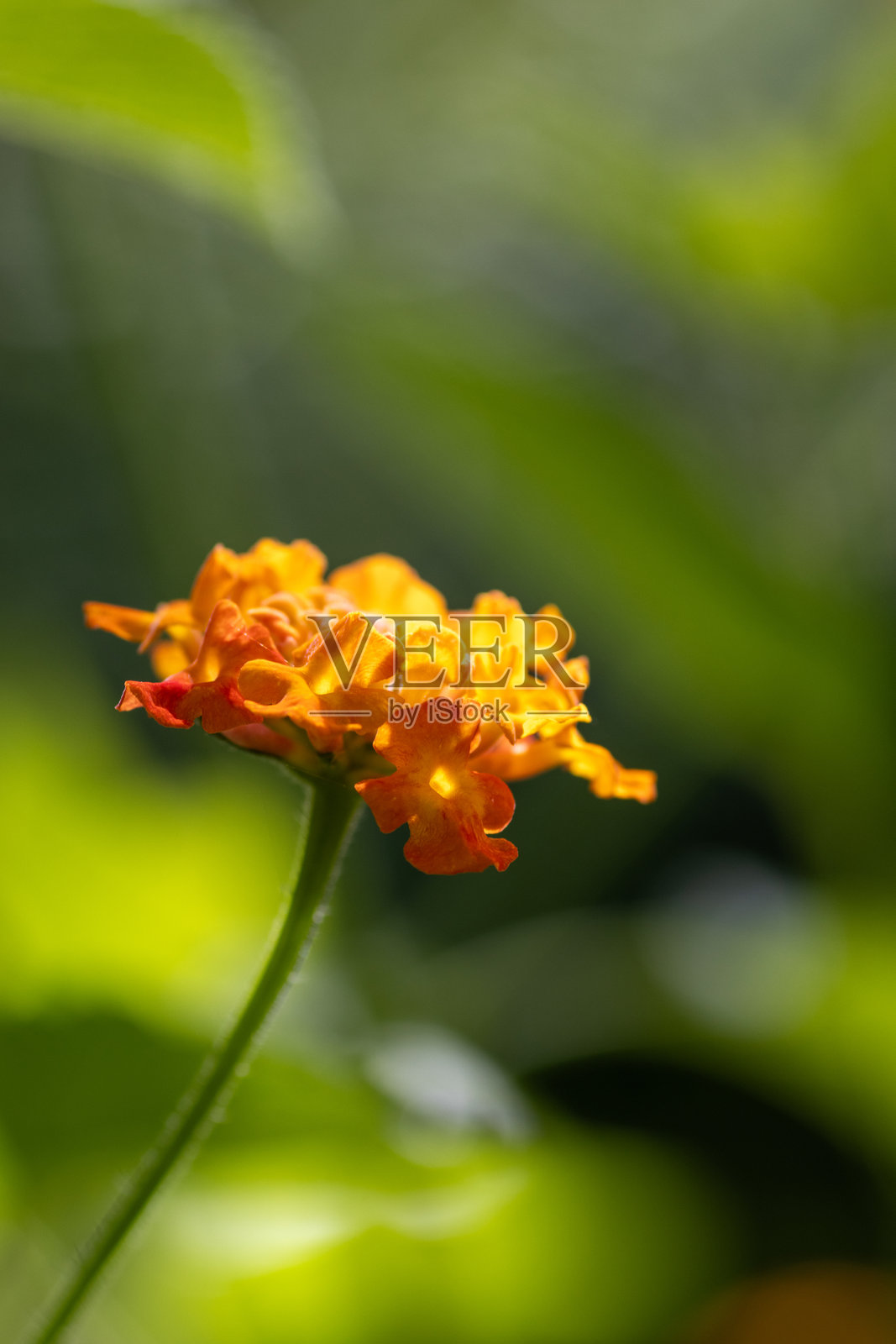 马利筋(Asclepias curassavica)的单朵花头,俗称热带马利筋,位于英国德文郡的达特穆尔水獭和巴克斯顿蝴蝶保护区。照片摄影图片