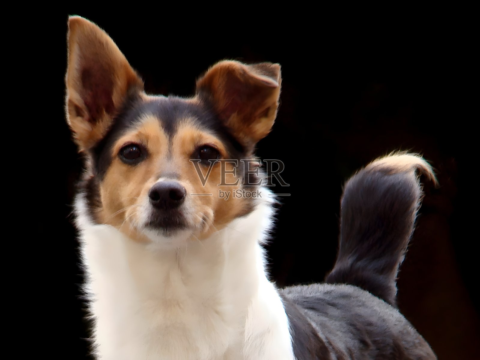 一只狗直视镜头,黑色背景,户外,特写照片摄影图片