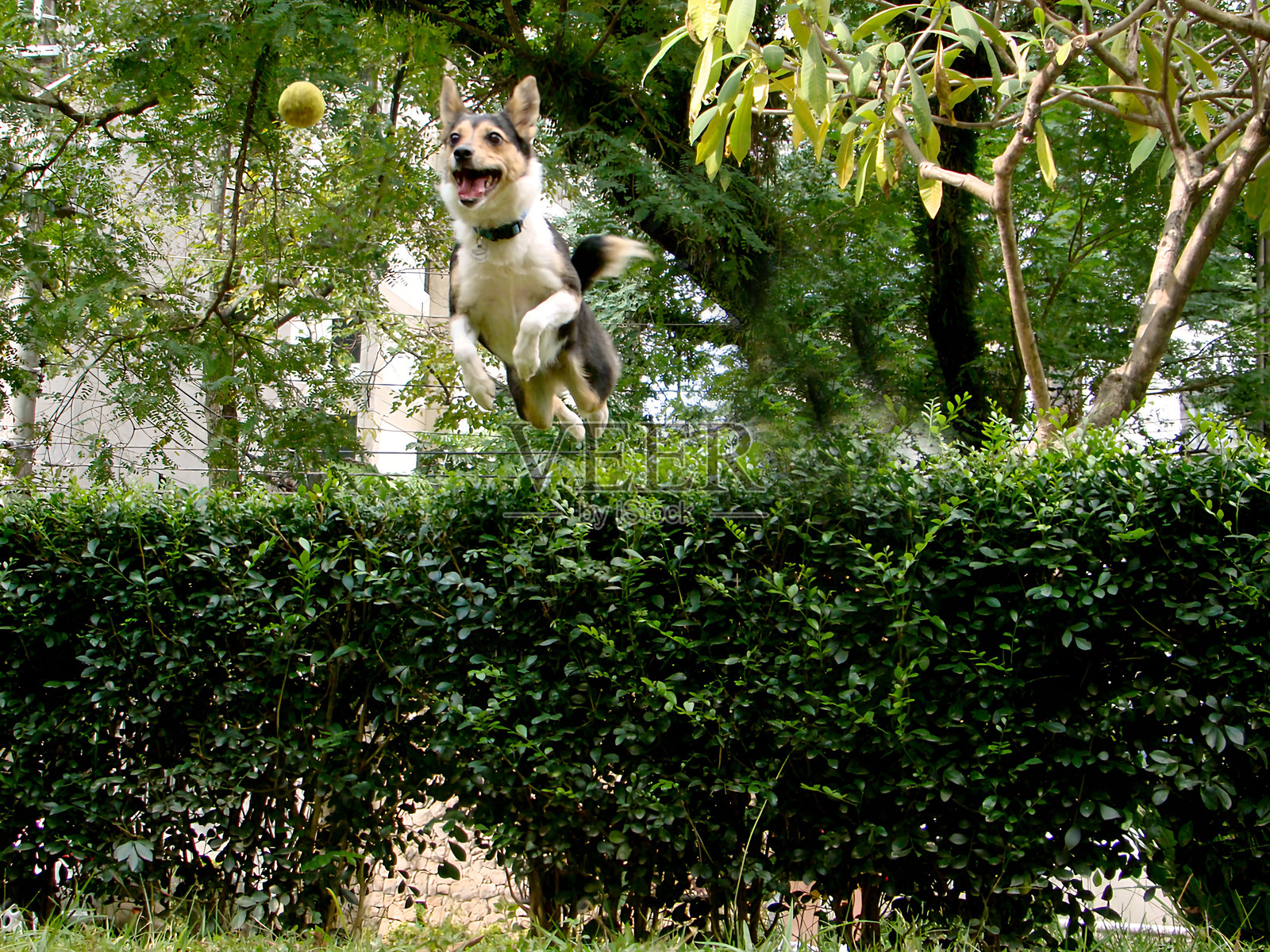 一只狗在公园里高高跃起追逐球照片摄影图片