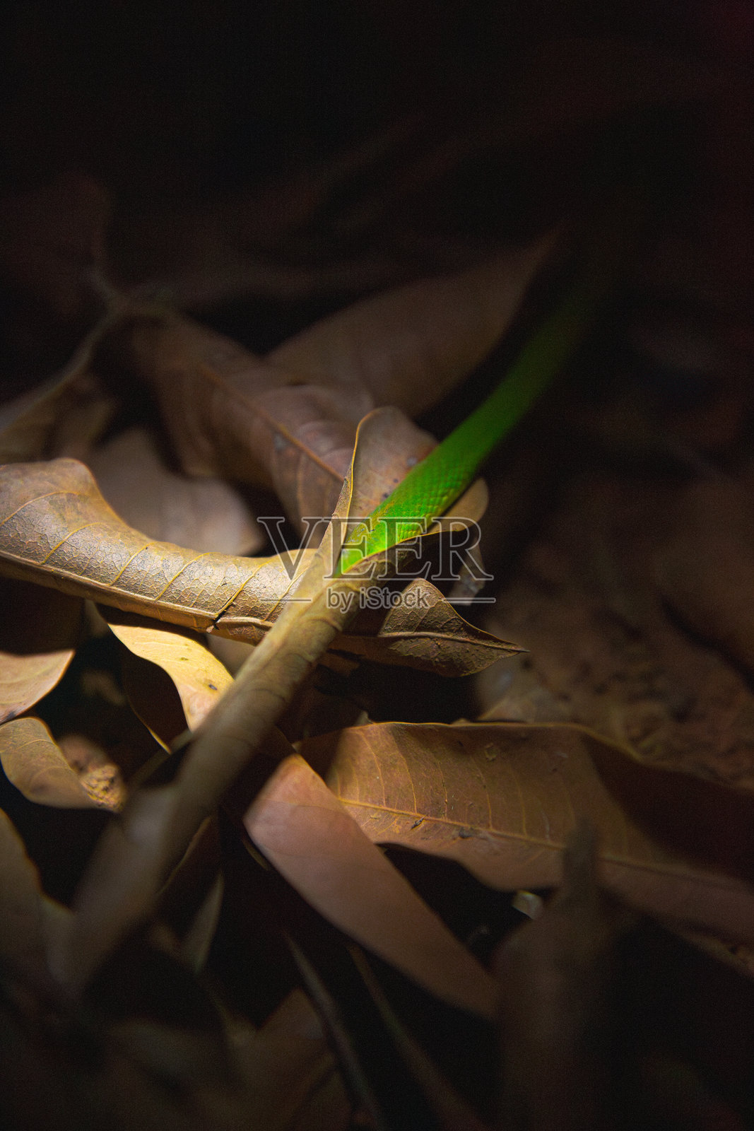 绿叶蛇伪装在枯叶中,身体暴露照片摄影图片