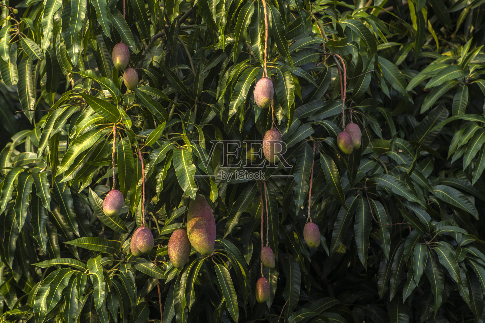 芒果照片摄影图片