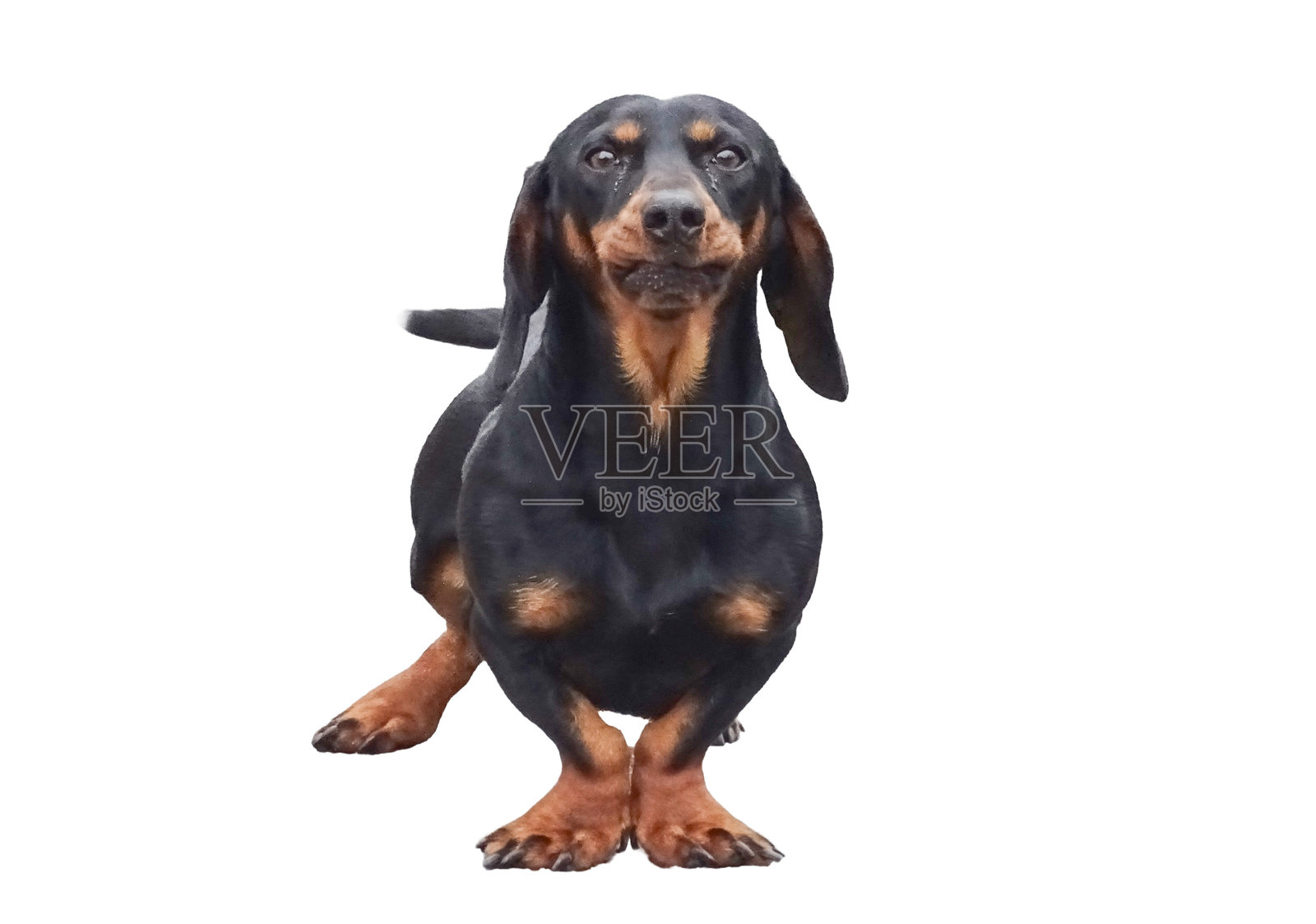 一只黑色的腊肠犬,白色背景照片摄影图片