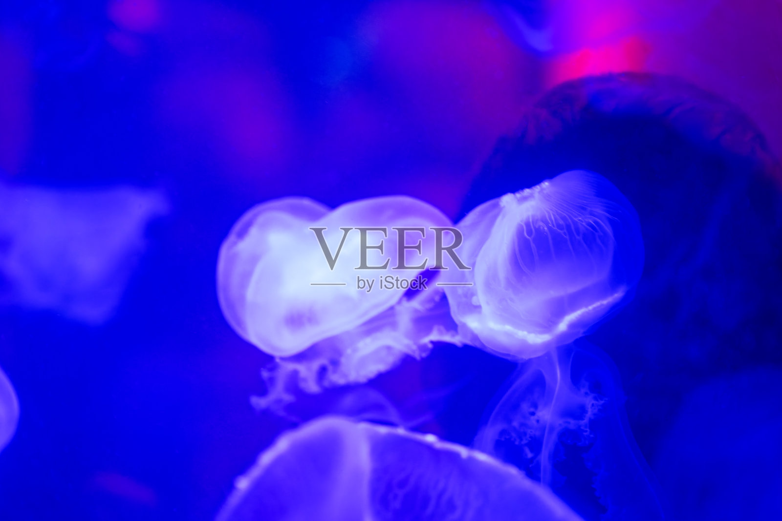 夜晚的海洋展馆,展示着发光的、触手飘逸且动作轻柔的水母照片摄影图片