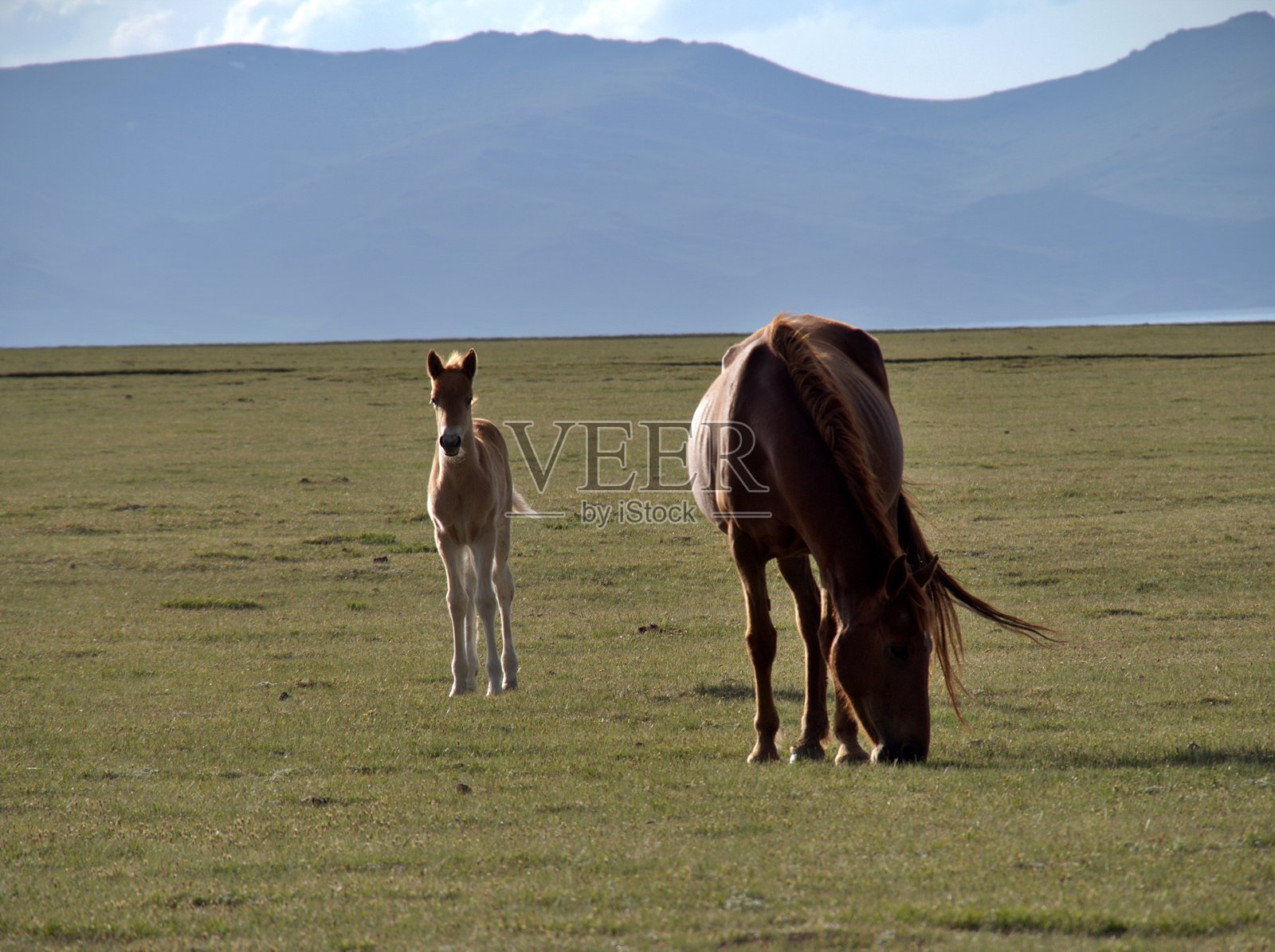 宋库勒湖畔的马驹和母马照片摄影图片