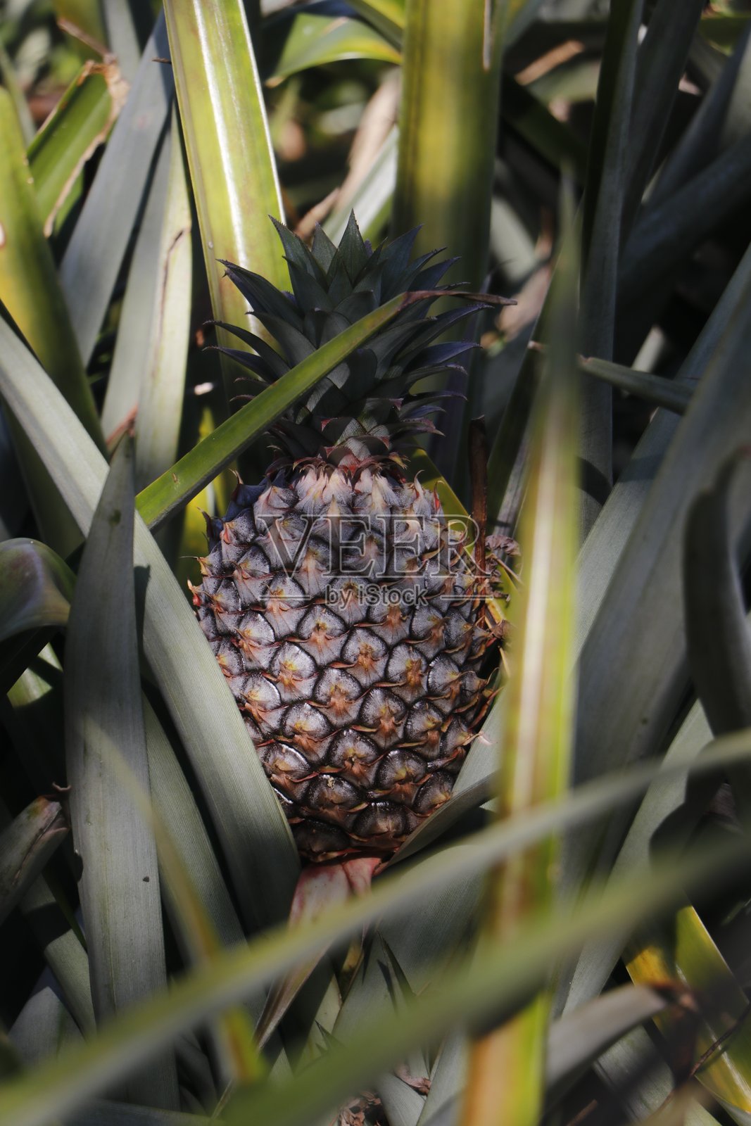 菠萝果实植物照片摄影图片