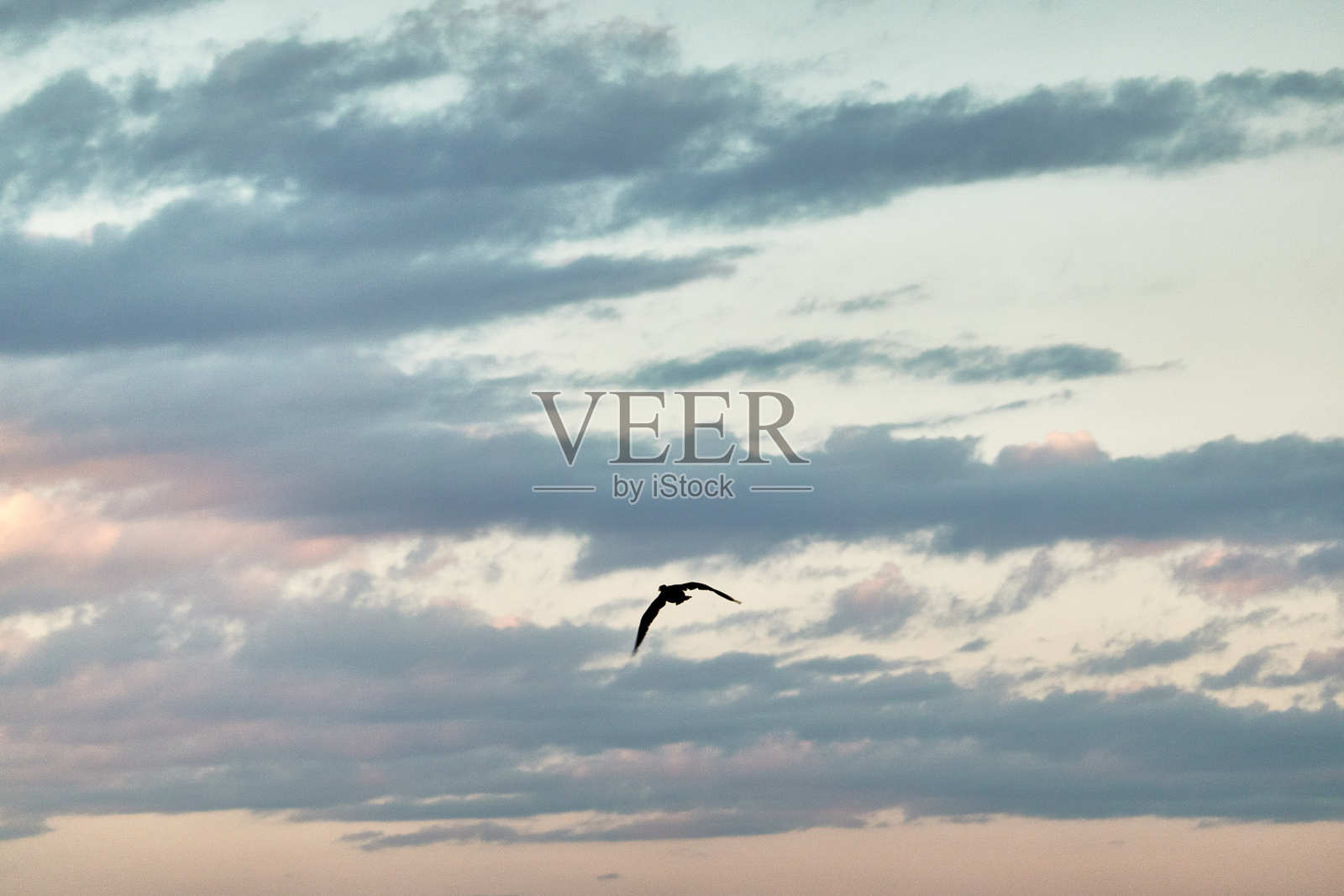 日出时,一只鸟在阴沉的天空下飞翔照片摄影图片