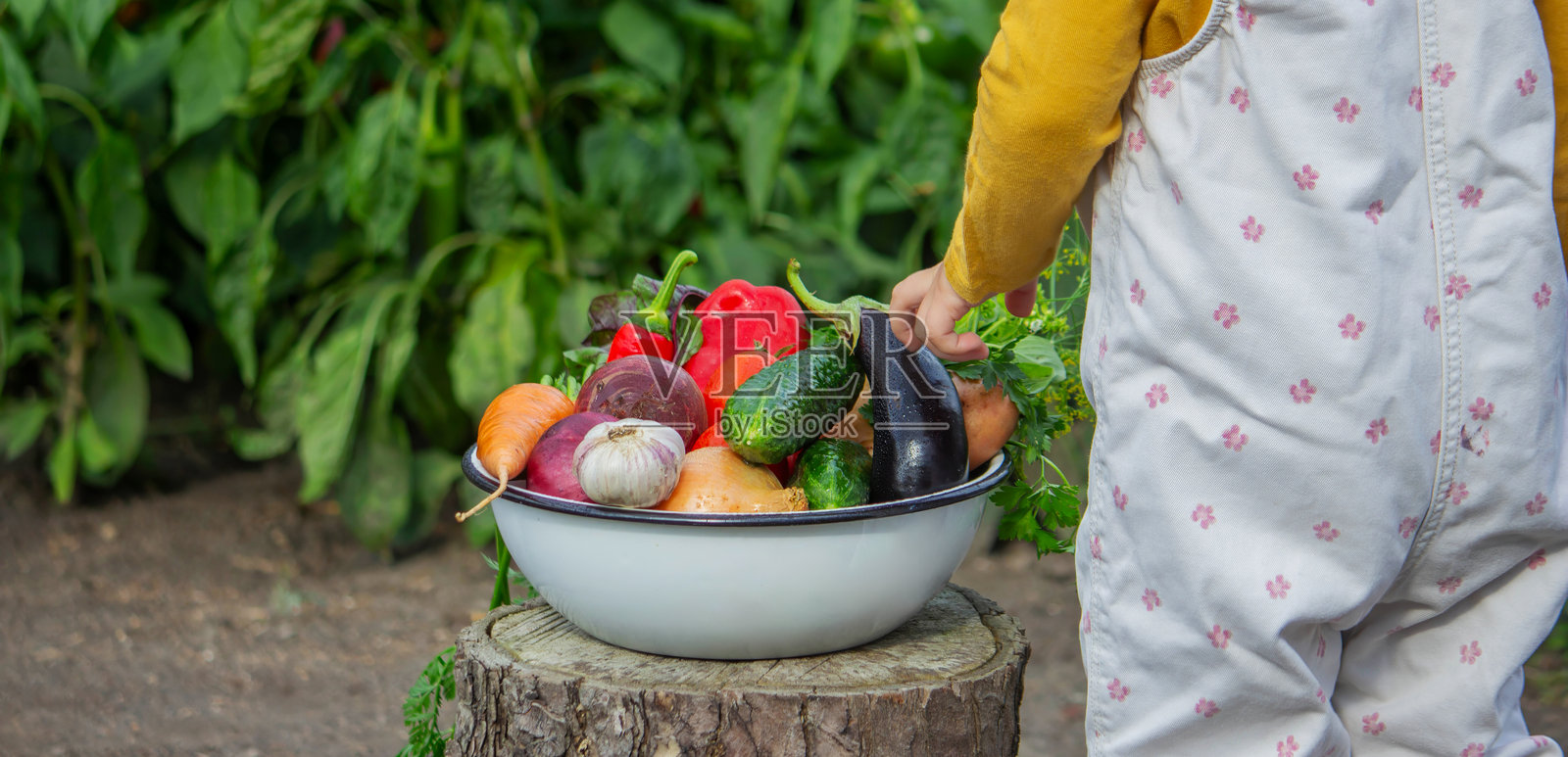 花园里,一只孩子的手伸向一碗刚采摘的有机蔬菜。照片摄影图片