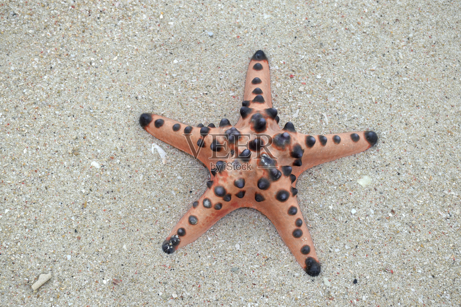 Starfish on the beach照片摄影图片