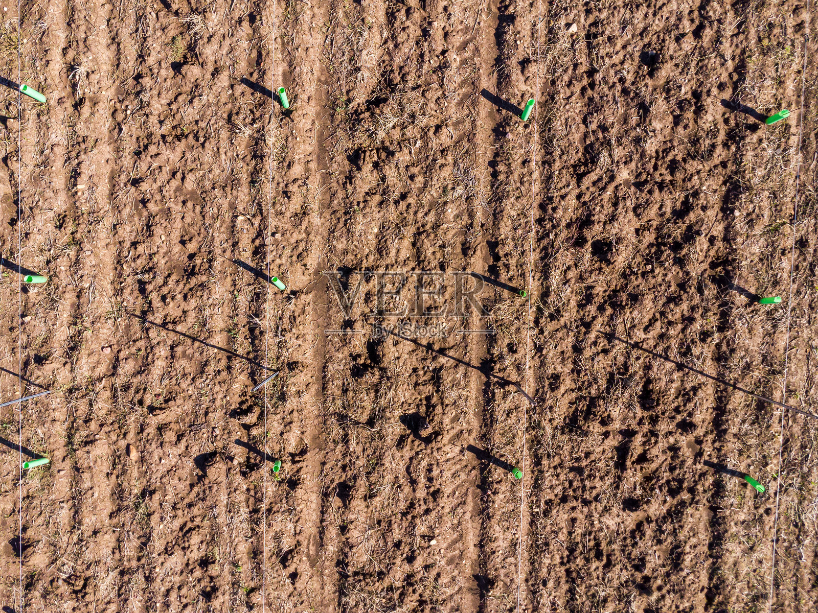 农业建筑:带支撑杆和绿色保护套的橄榄树平行排列,俯视角度。照片摄影图片