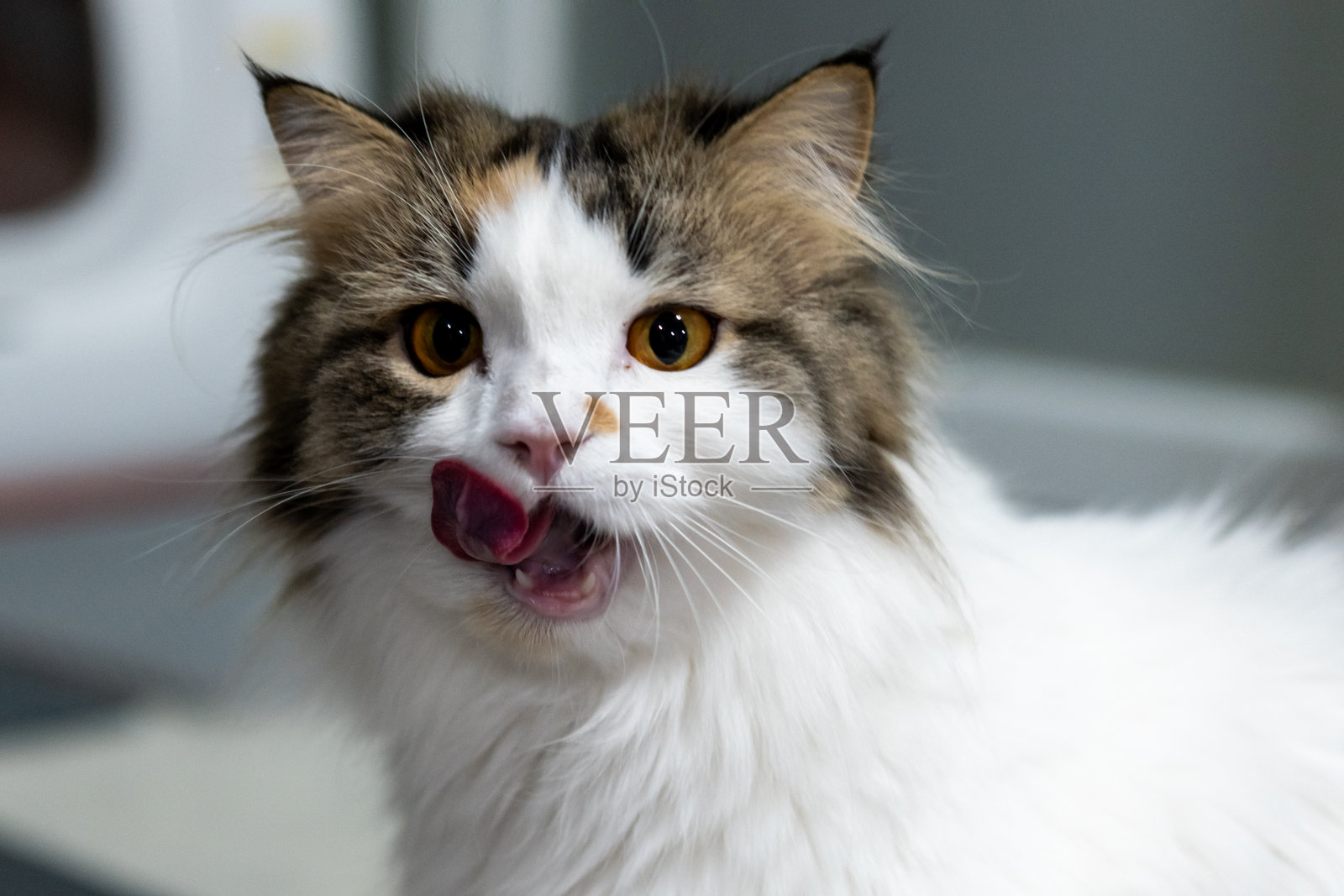 一只可爱蓬松的白猫吃完东西后舔嘴巴的特写。这只混种猫是缅因猫和苏格兰折耳猫的杂交。照片摄影图片