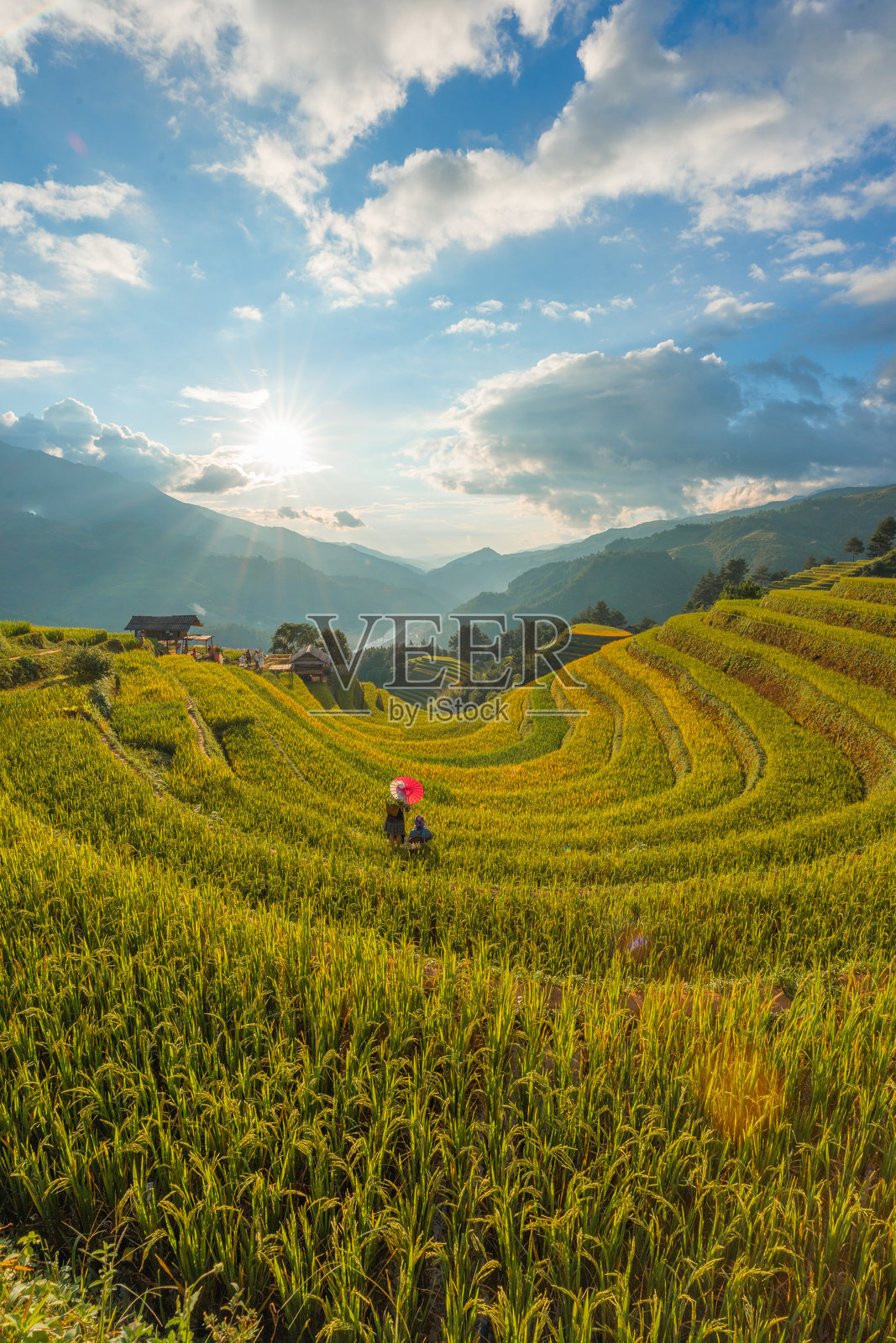 越南北部萨帕市附近的穆 cang chai 镇,苗族女孩在金色梯田上的景象。安沛省丰收季节美丽的梯田稻田。照片摄影图片