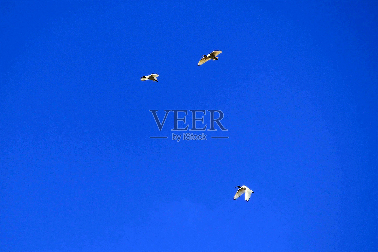 三只澳大利亚白鹮(Threskiornis Molucca)自由翱翔照片摄影图片