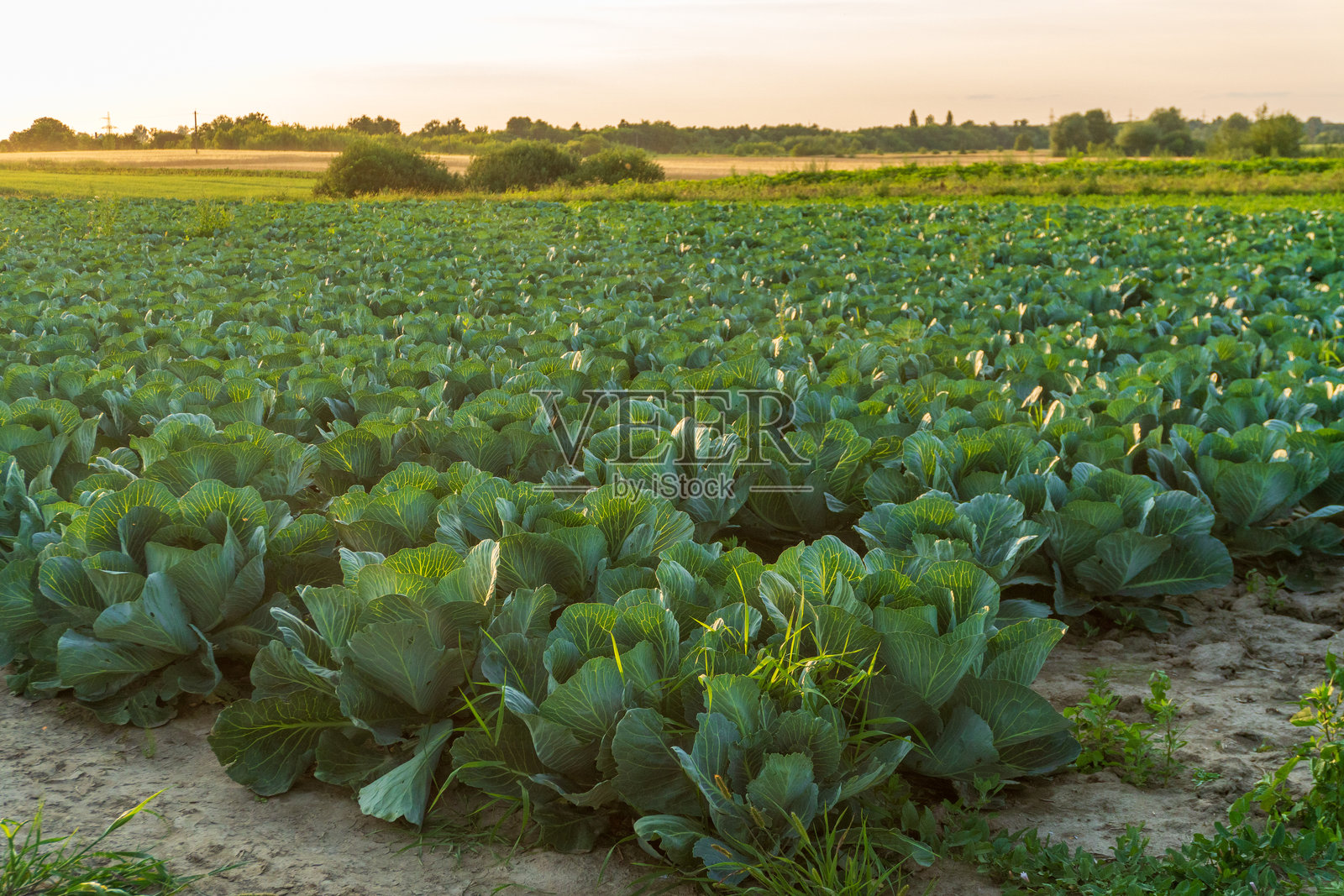 日落时分,乡村风景中生机勃勃的绿色卷心菜田,天空金黄,光线柔和照片摄影图片