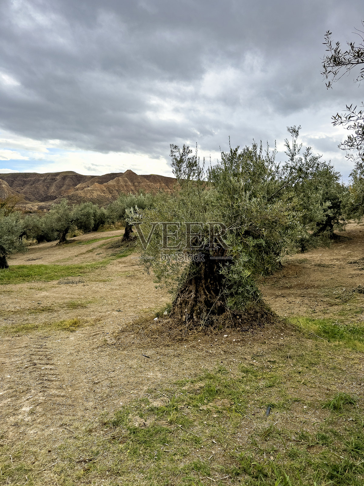 西班牙南部一棵古老的橄榄树,拥有粗壮扭曲的树干照片摄影图片