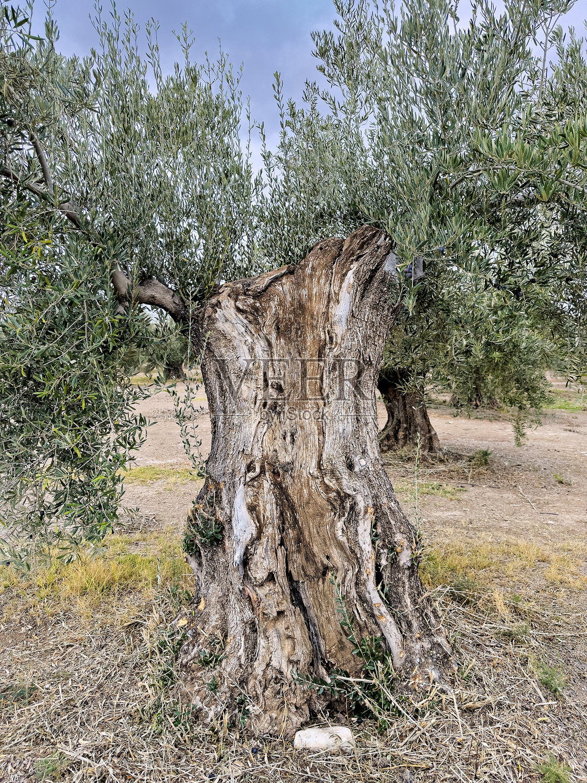 西班牙南部一颗拥有巨大扭曲树干的古老橄榄树照片摄影图片