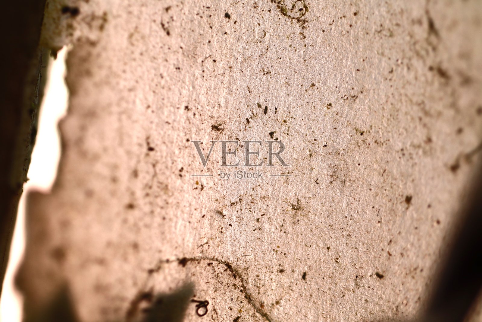 番石榴树皮粗糙的剥落纹理照片摄影图片