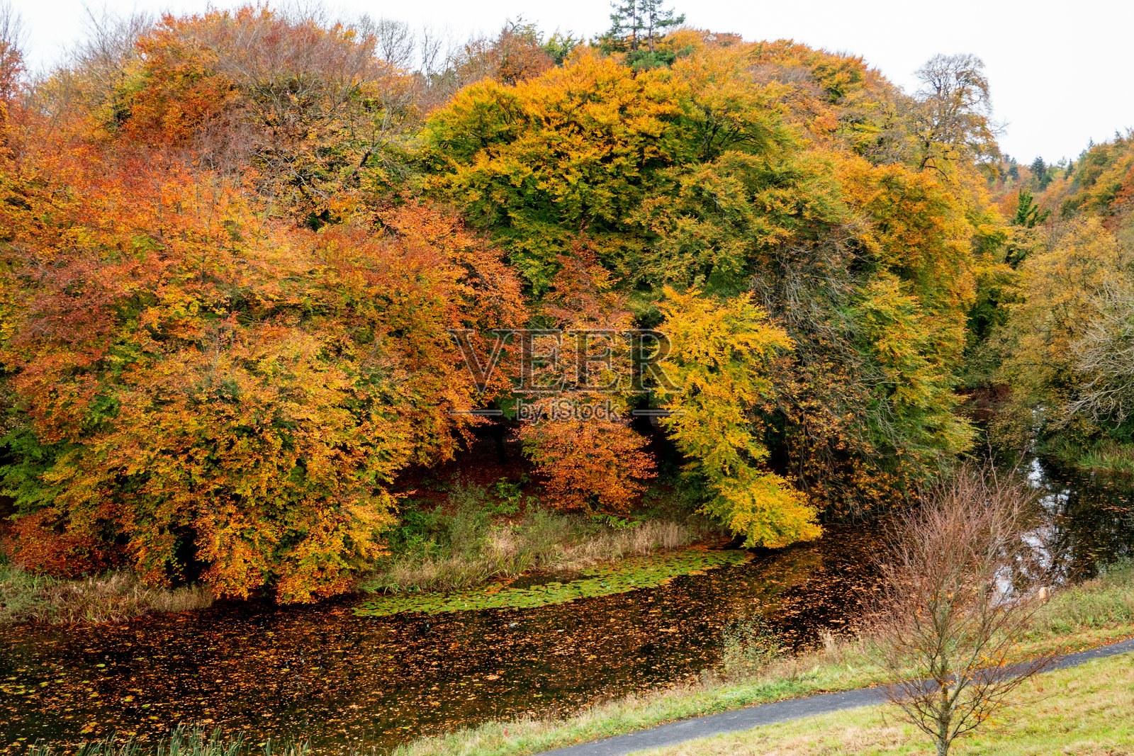爱尔兰莱伊什郡海伍德花园的秋季森林公园照片摄影图片