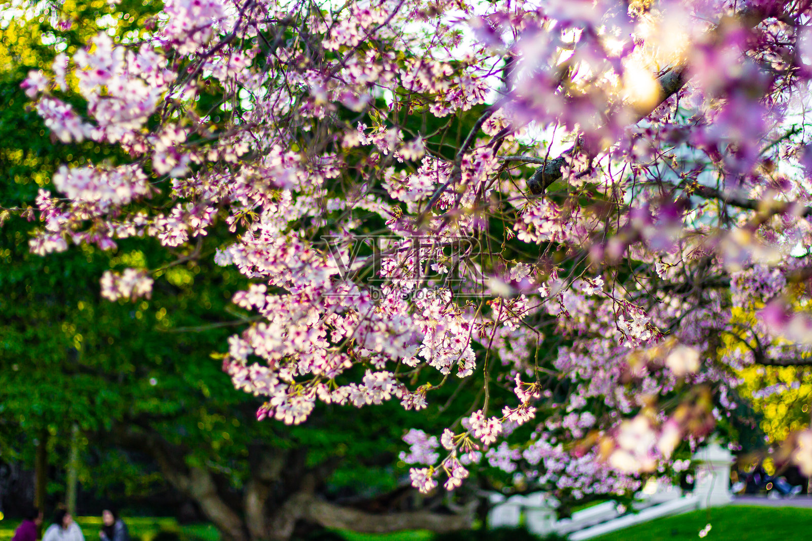 美丽的樱花树和花朵特写照片摄影图片
