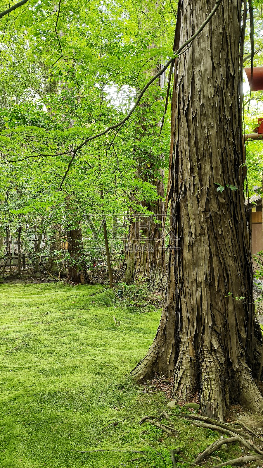 日式庭院中的苔藓照片摄影图片