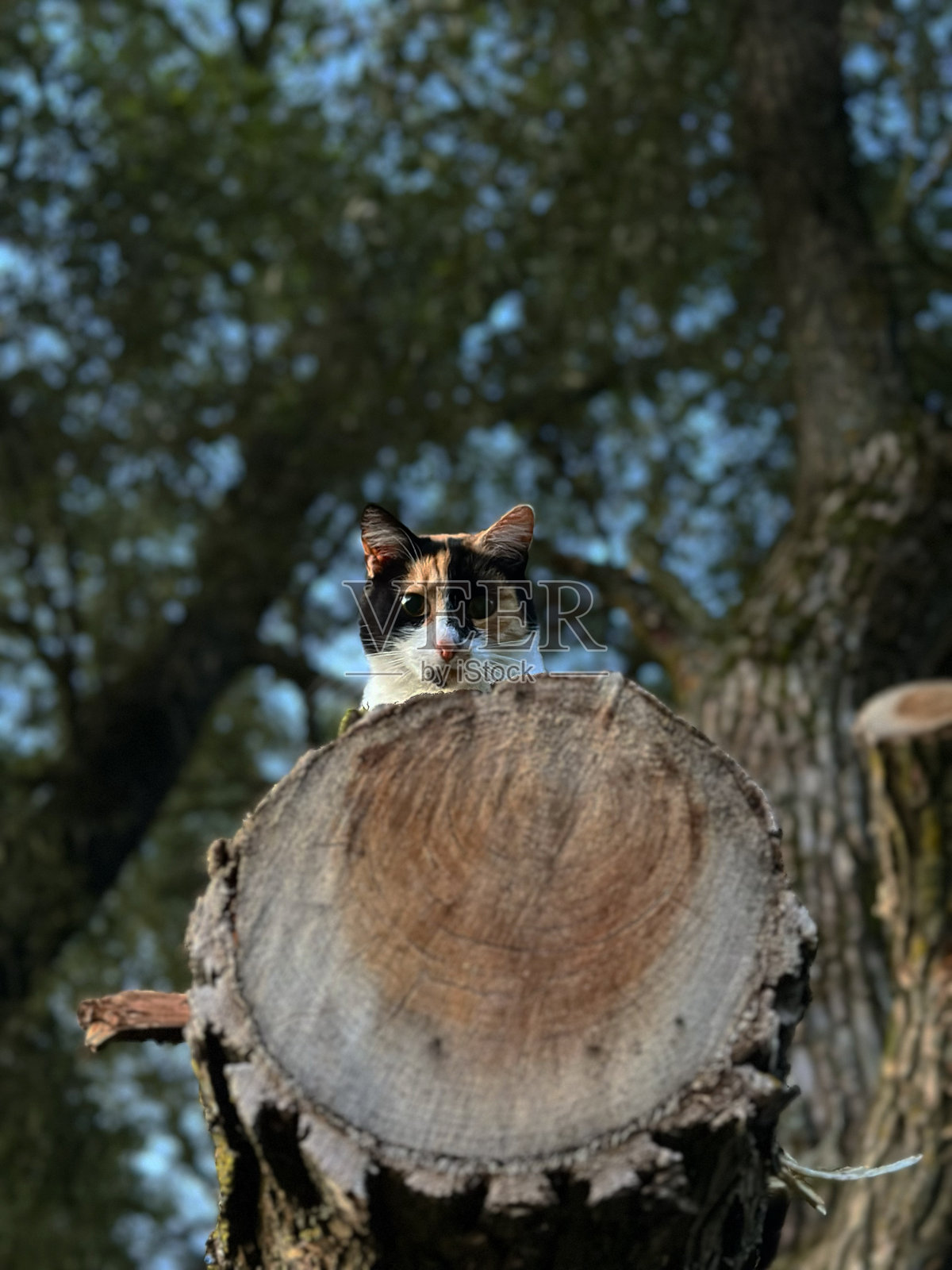 一只好奇的虎斑猫从树桩后探出头来照片摄影图片