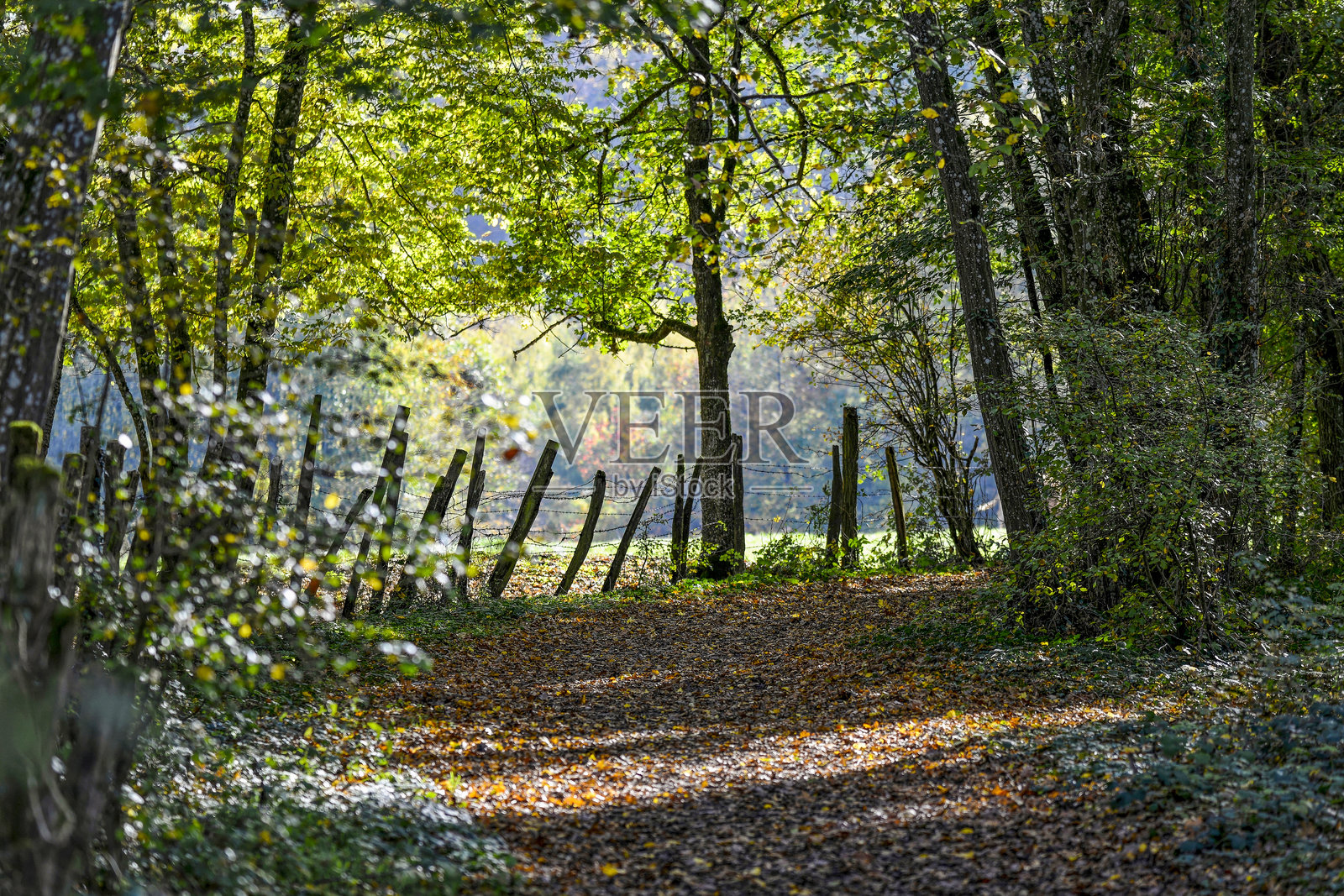 秋季景观照片摄影图片